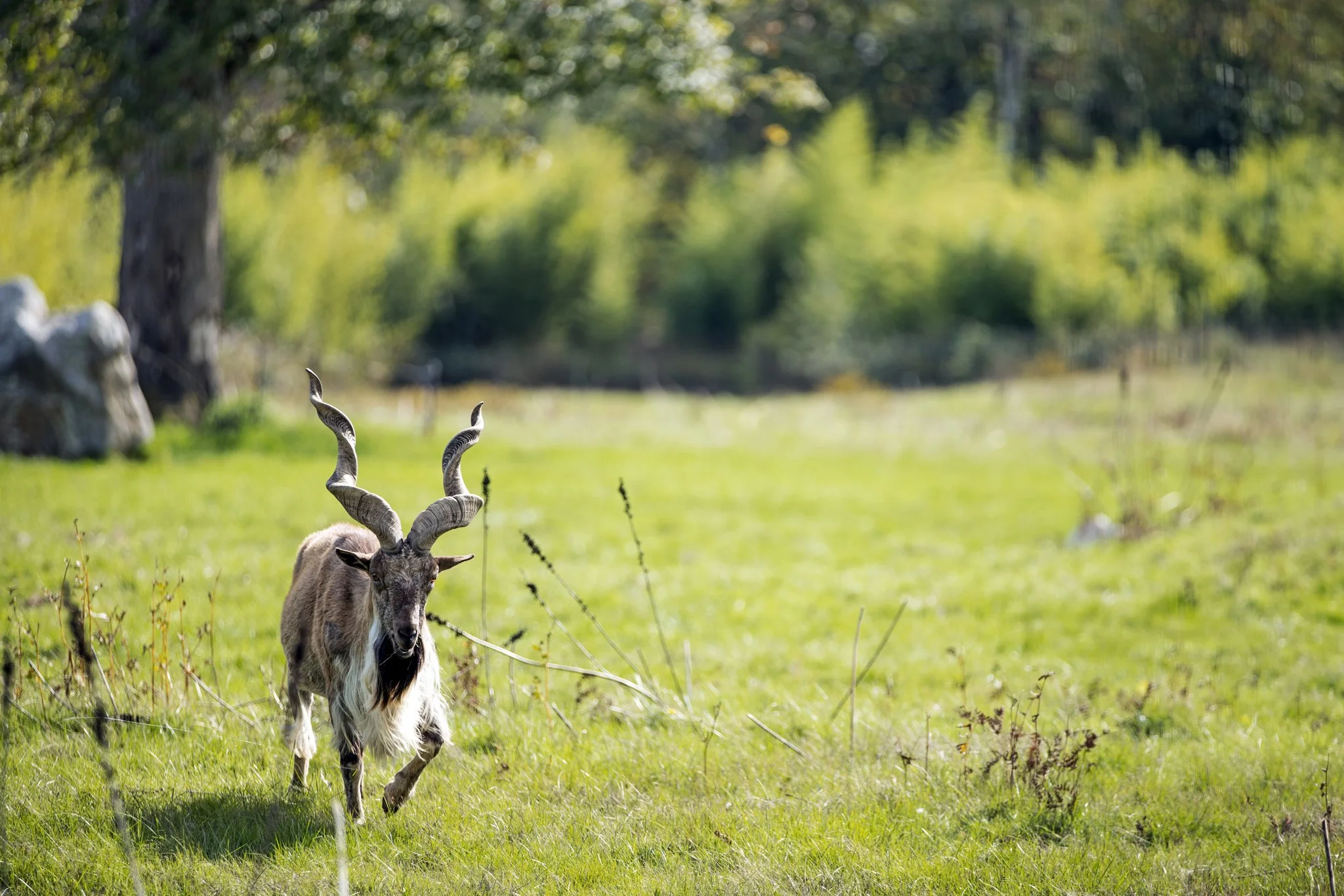 Markhor - Octobre 2025