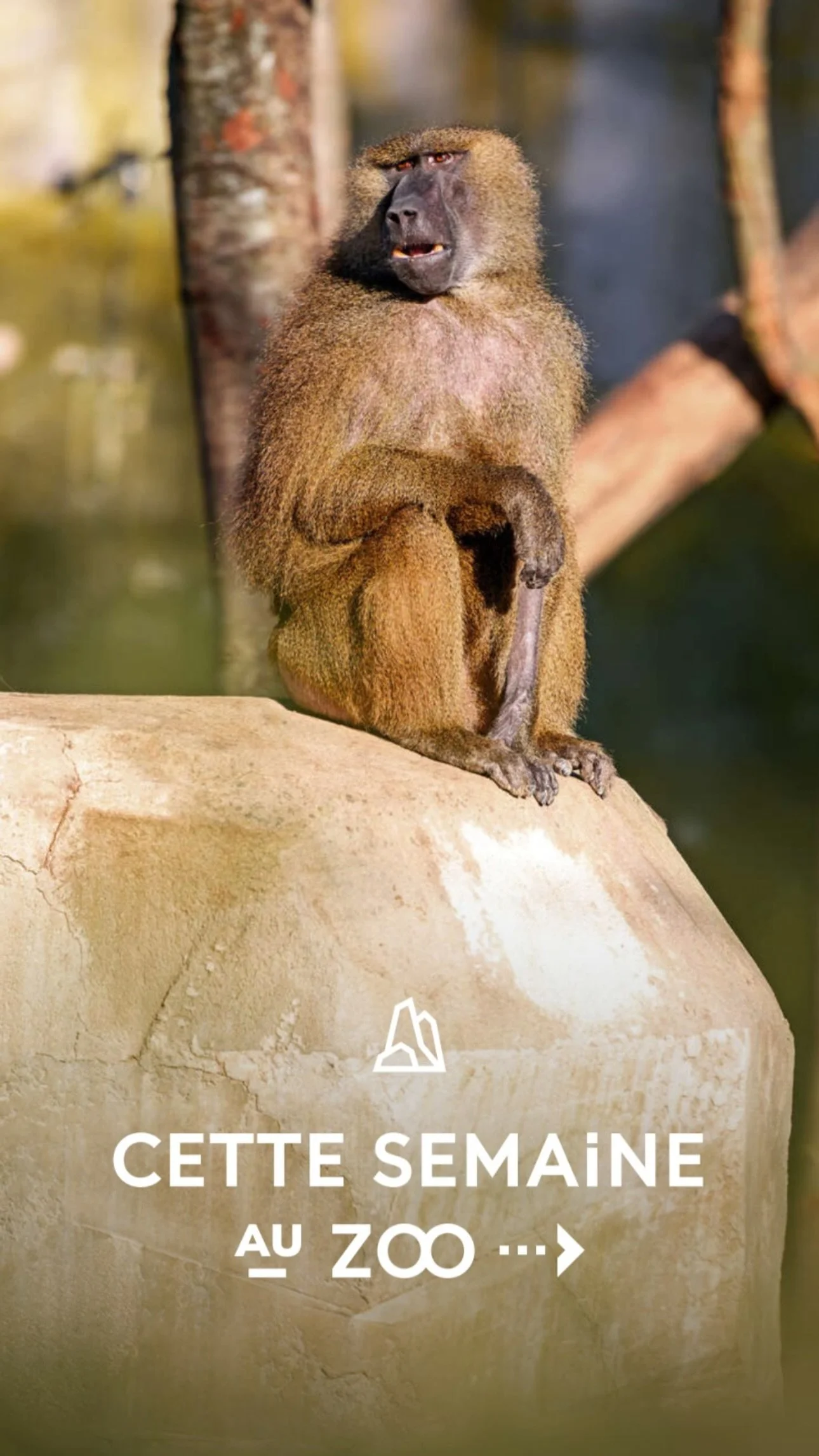 2026 Instagram story for the Zoo de Paris, MNHN, Paris