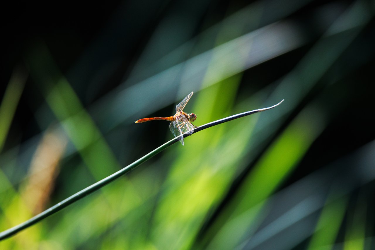 Sympétrum méridional - Southern darter - Sympetrum meridionale - Etang des Landes, Creuse, France - 2024