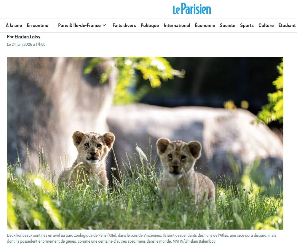 Birth of northern african lions, Le Parisien website, June 2026, Paris