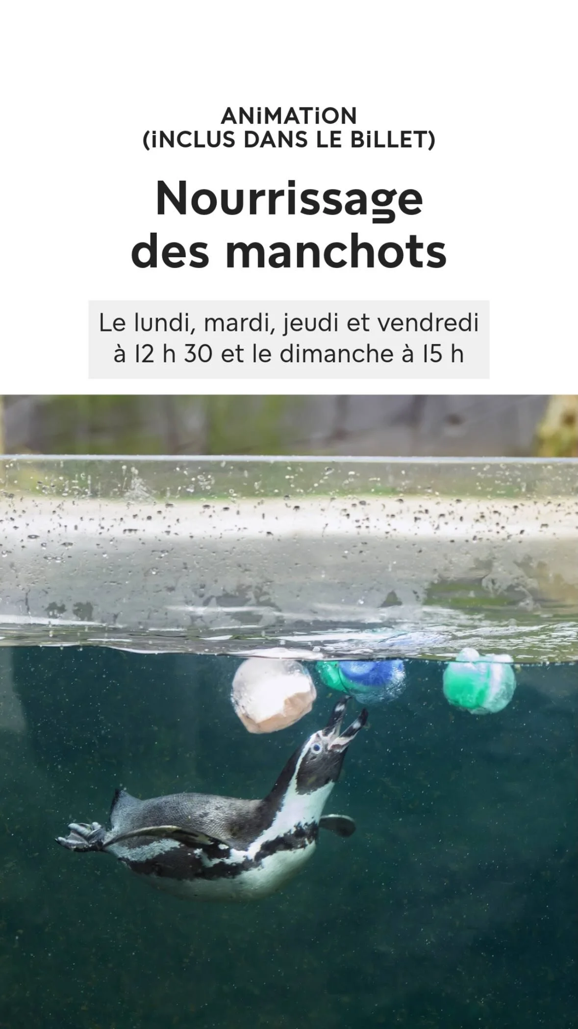 2025 Instagram story for the Zoo de Paris, MNHN, Paris