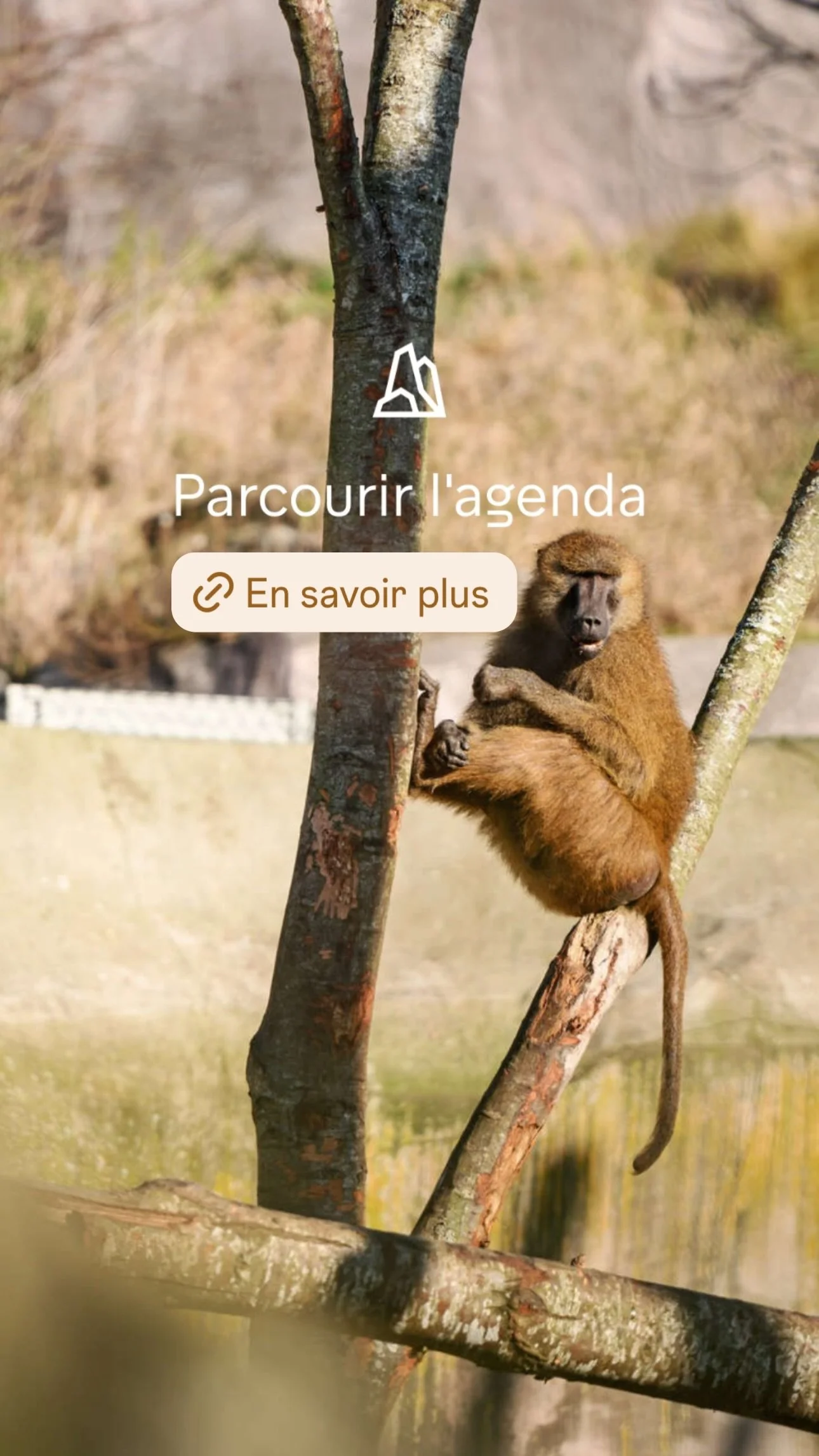 2026 Instagram story for the Zoo de Paris, MNHN, Paris
