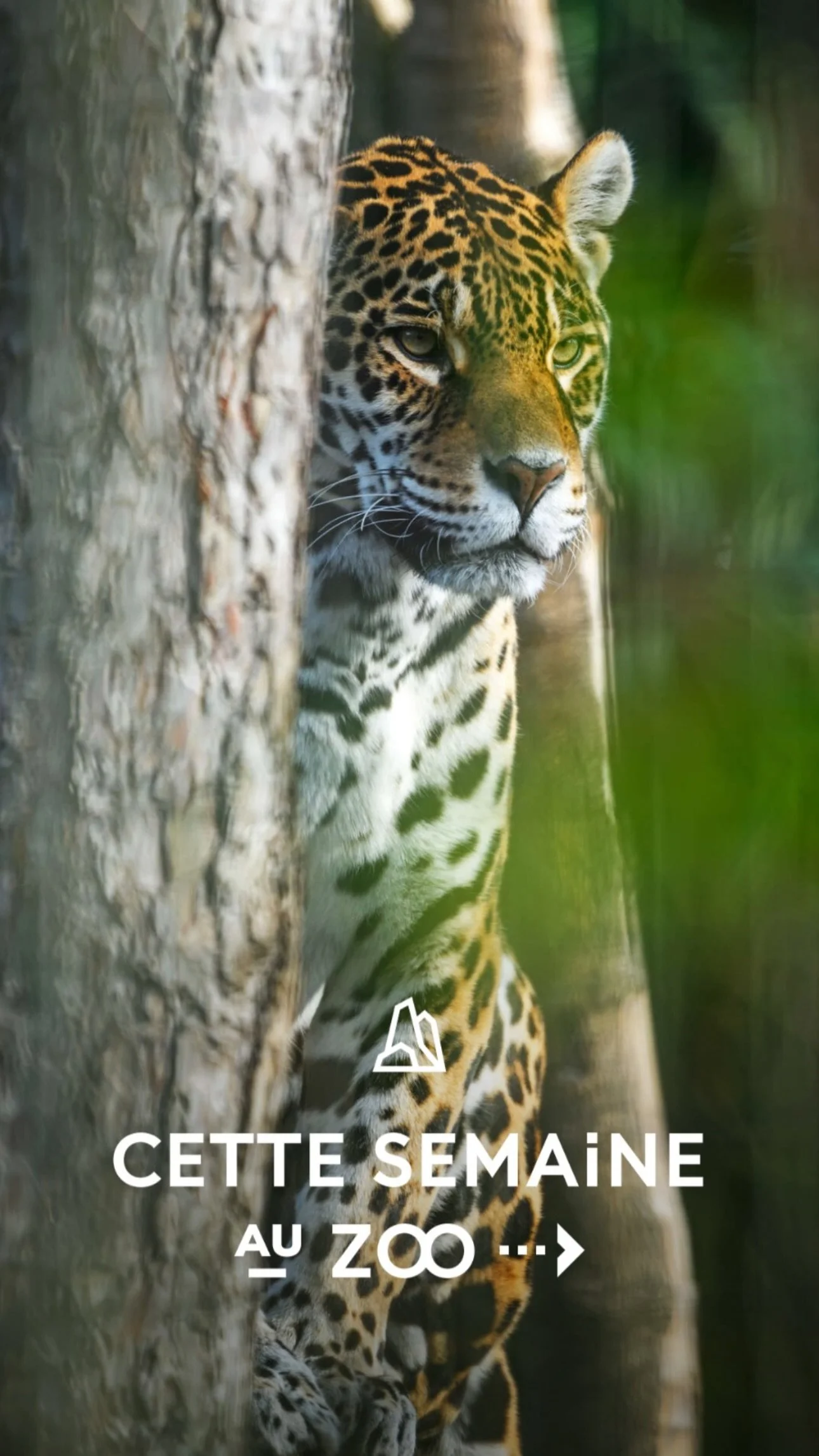 2026 Instagram story for the Zoo de Paris, MNHN, Paris