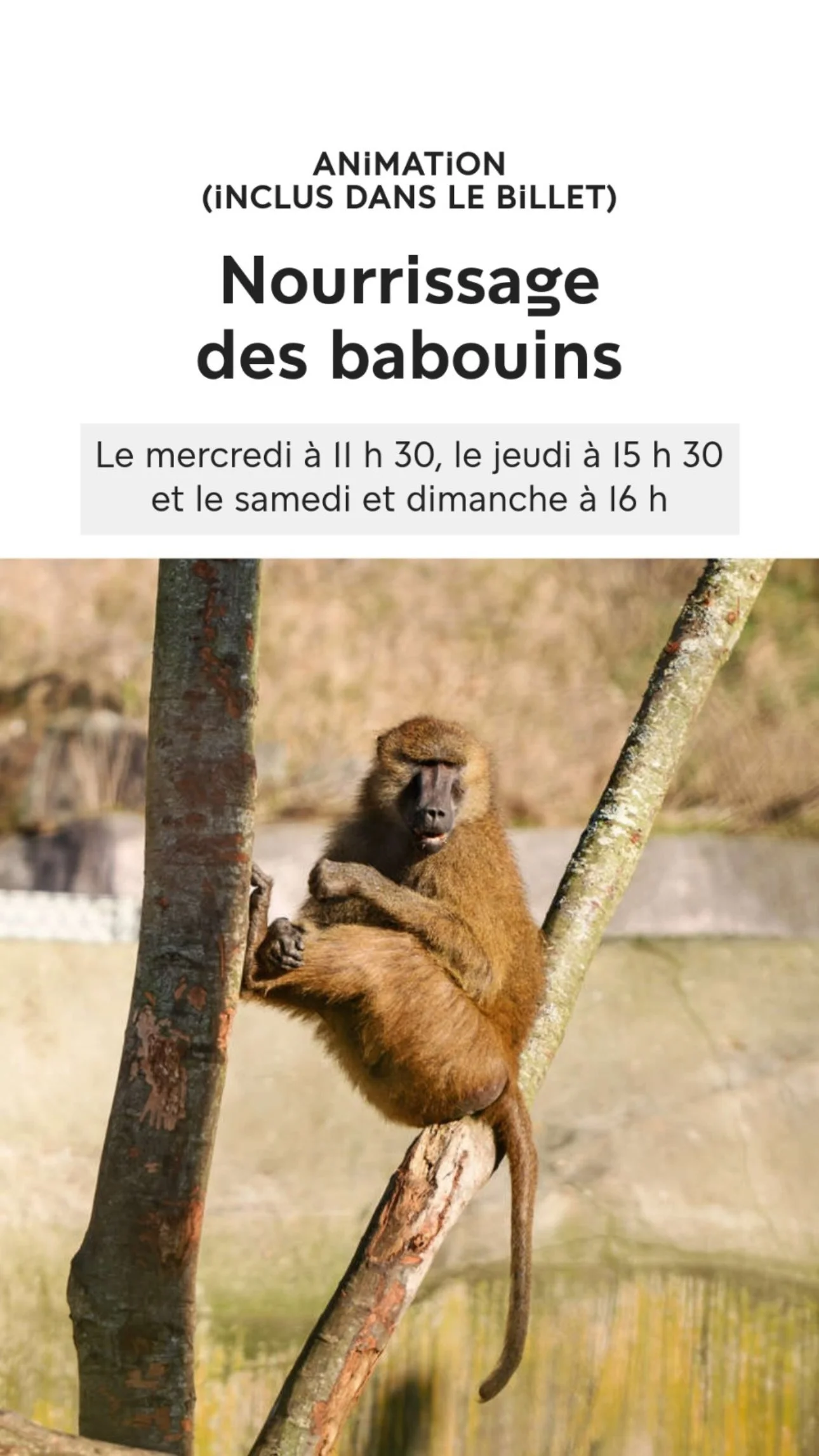 2026 Instagram story for the Zoo de Paris, MNHN, Paris