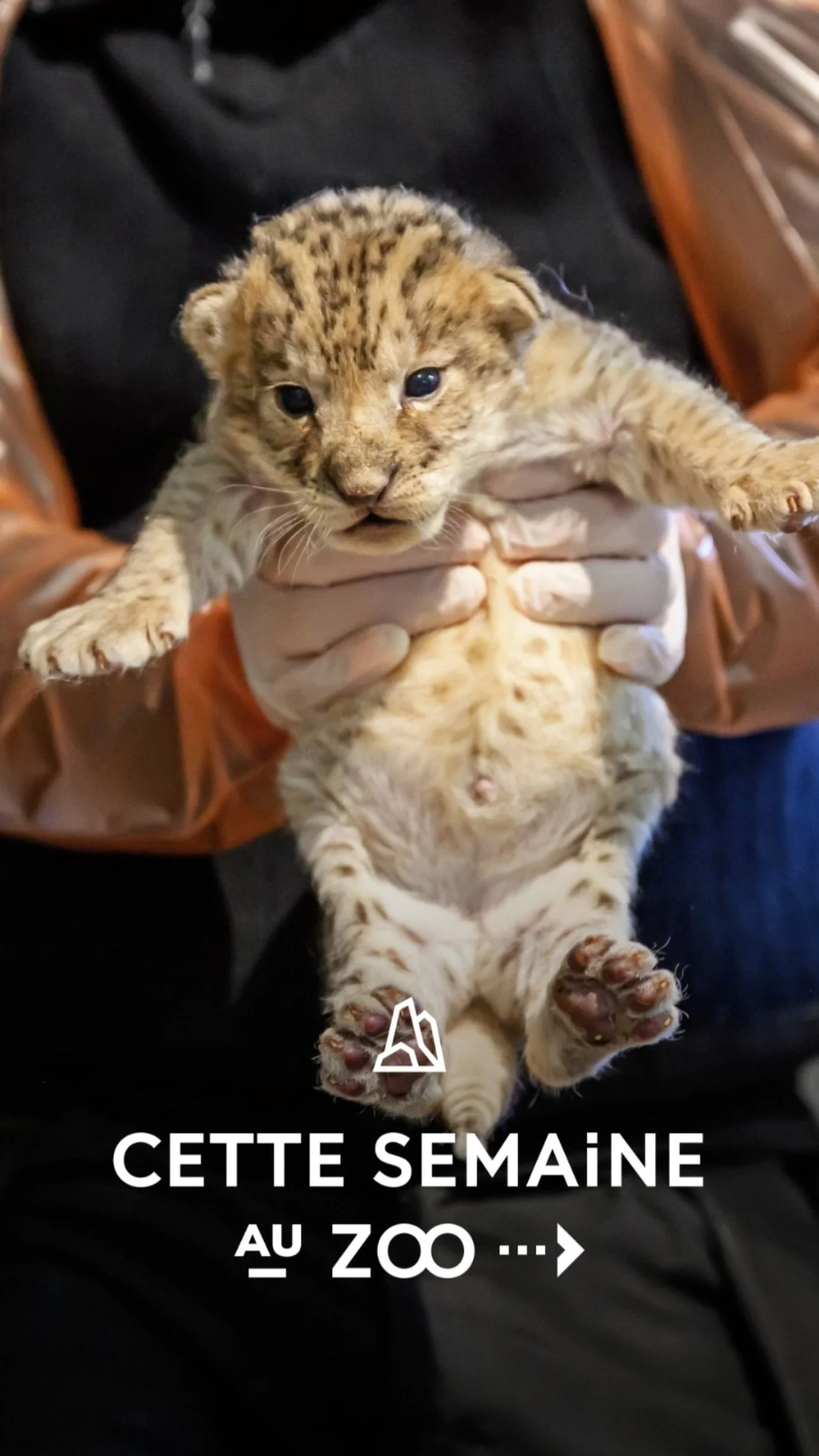 2026 Instagram story for the Zoo de Paris, MNHN, Paris