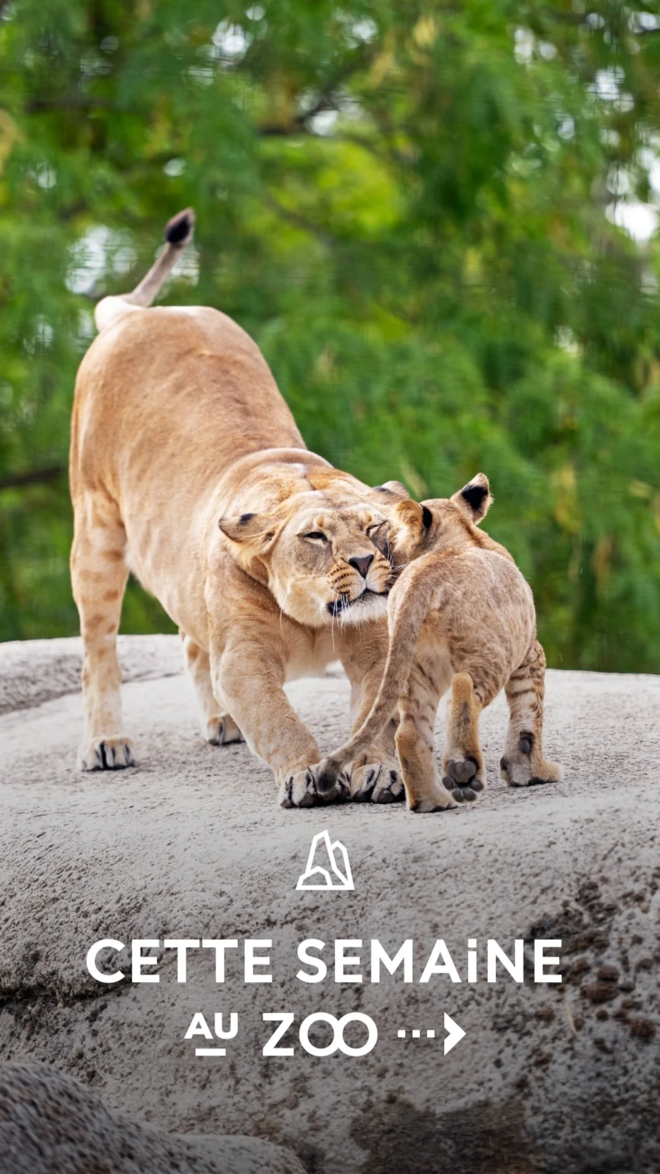 2026 Instagram story for the Zoo de Paris, MNHN, Paris
