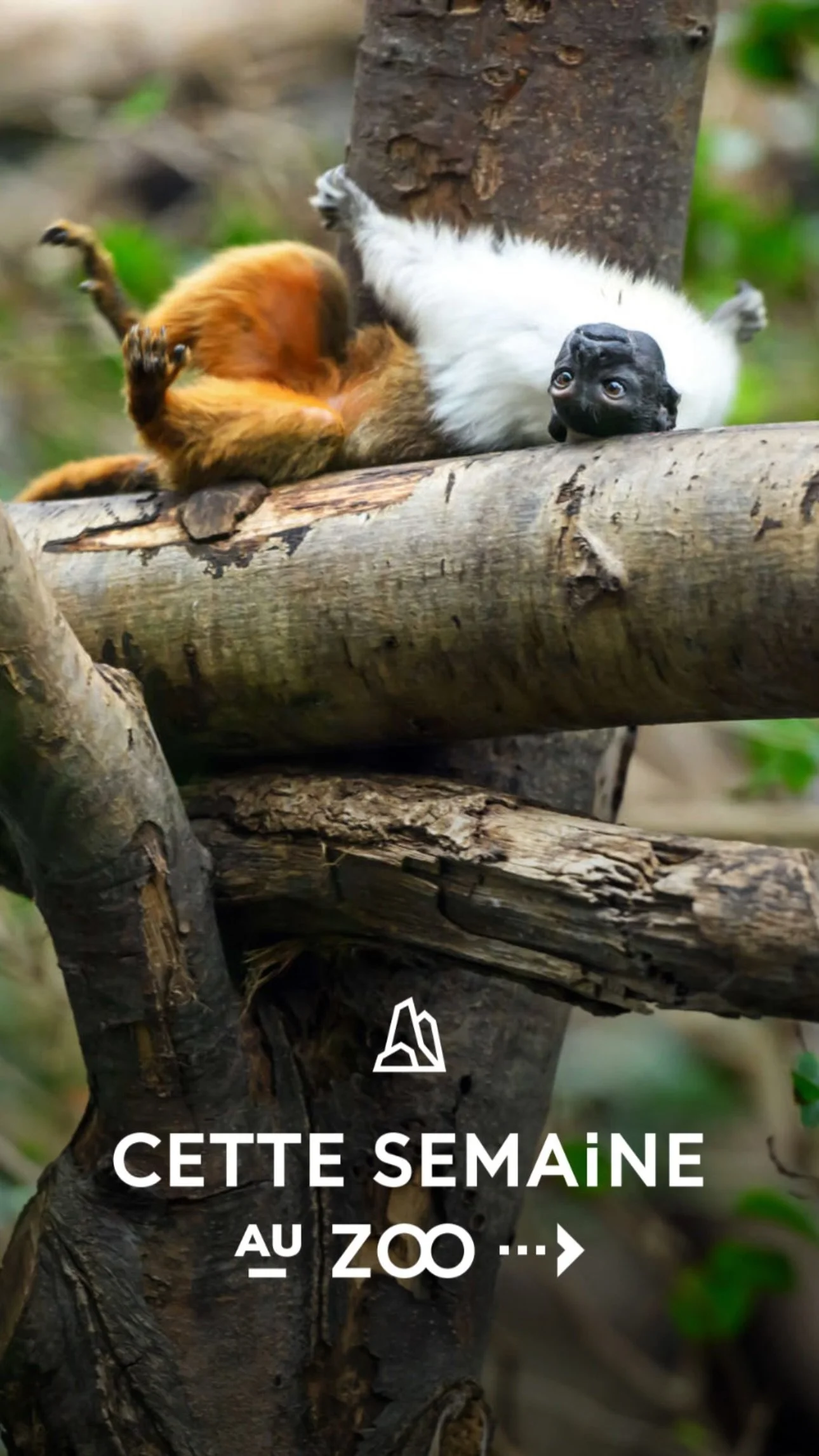 2025 Instagram story for the Zoo de Paris, MNHN, Paris
