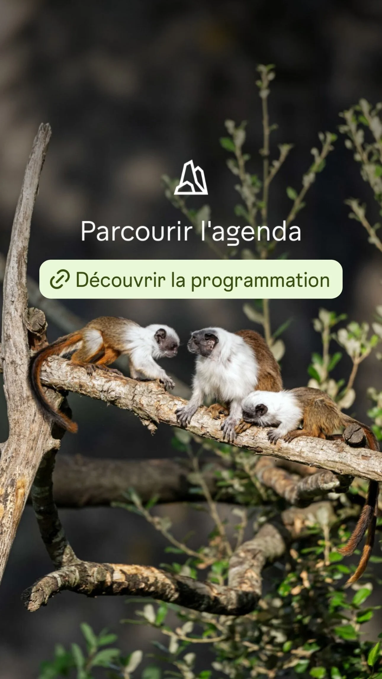 2026 Instagram story for the Zoo de Paris, MNHN, Paris