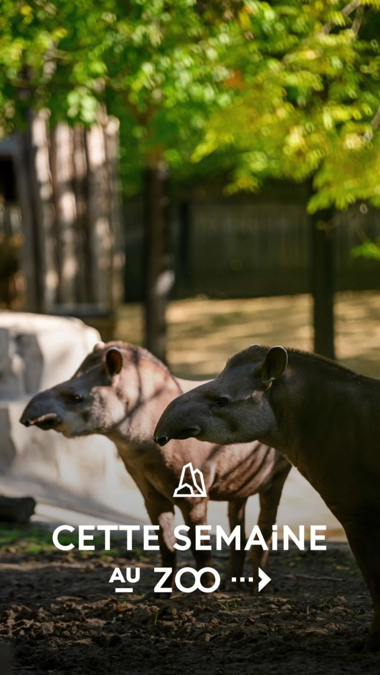 2026 Instagram story for the Zoo de Paris, MNHN, Paris