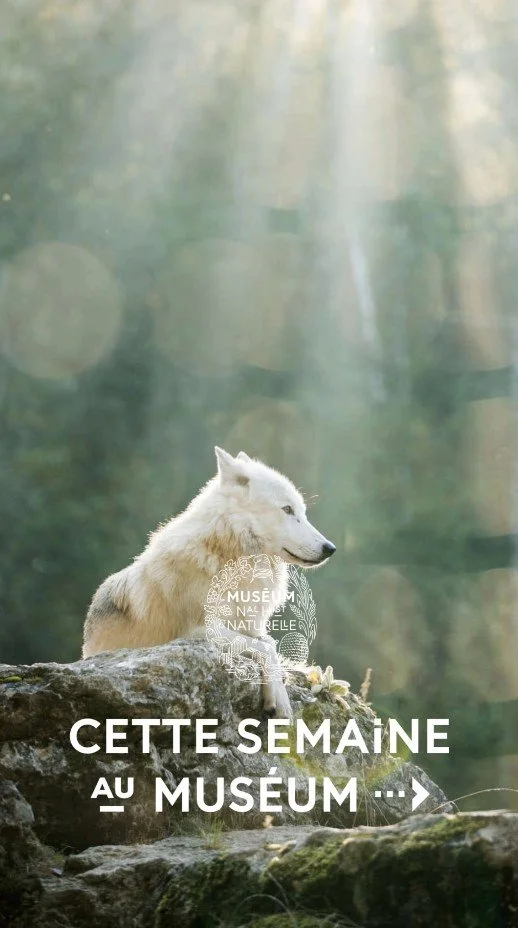 2026 Instagram story for the Muséum, MNHN, Paris