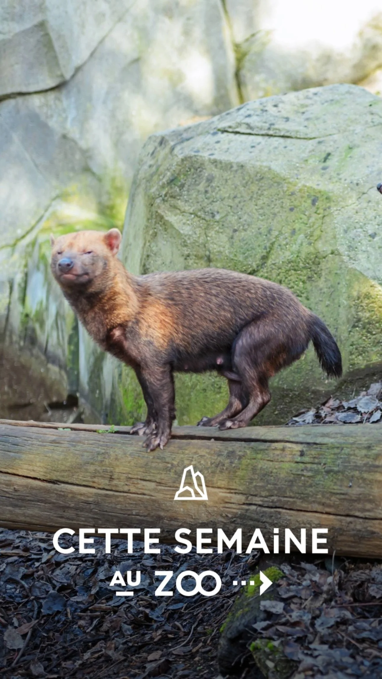 2026 Instagram story for the Zoo de Paris, MNHN, Paris