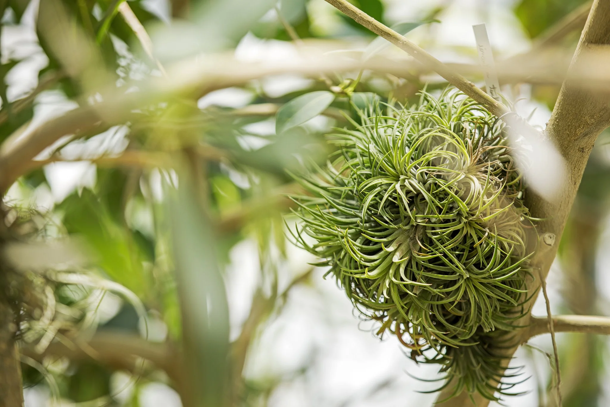 Grandes serres - Août 2025