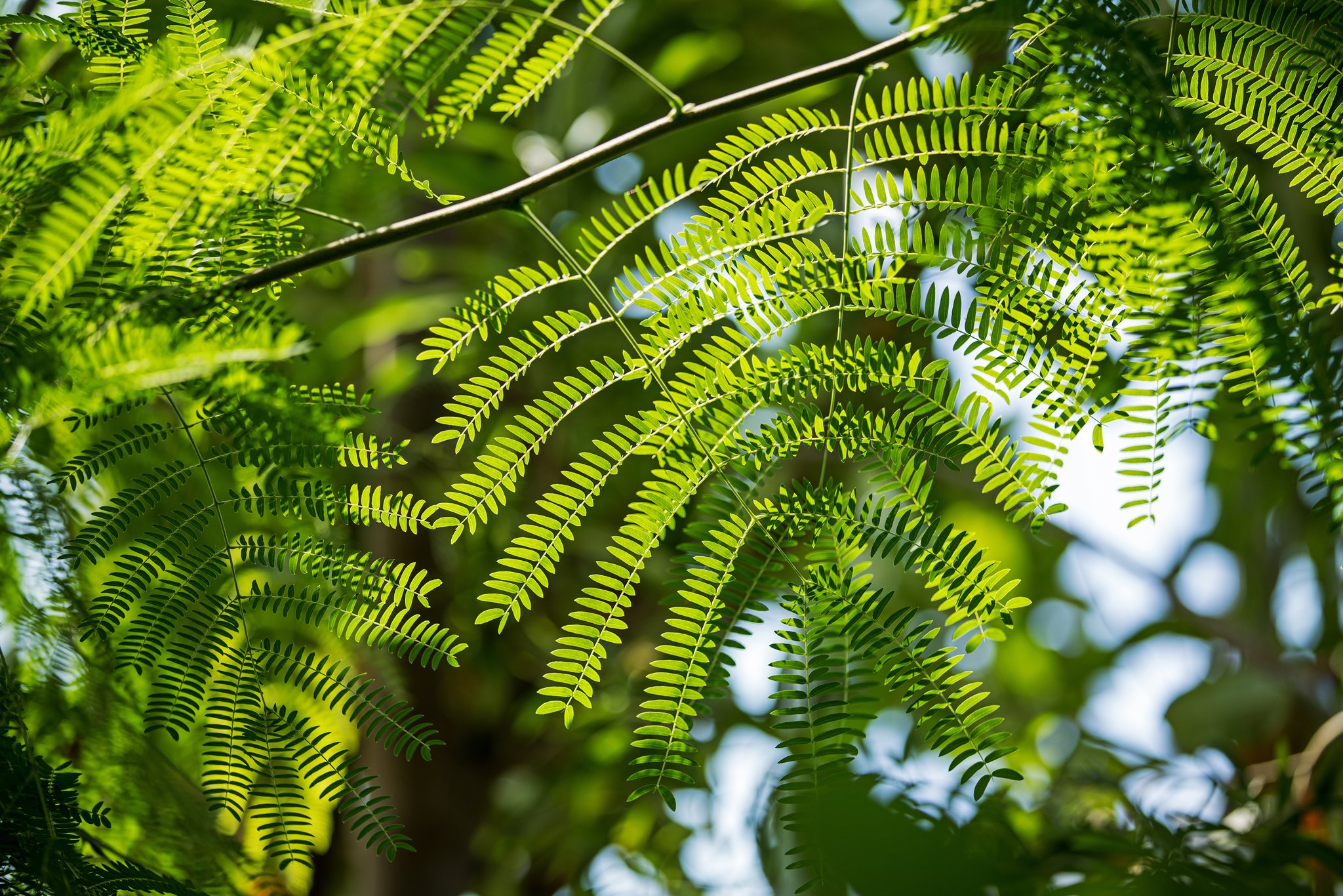 Grandes serres - Août 2025