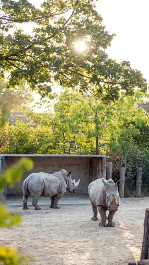 2026 Instagram story for the Zoo de Paris, MNHN, Paris