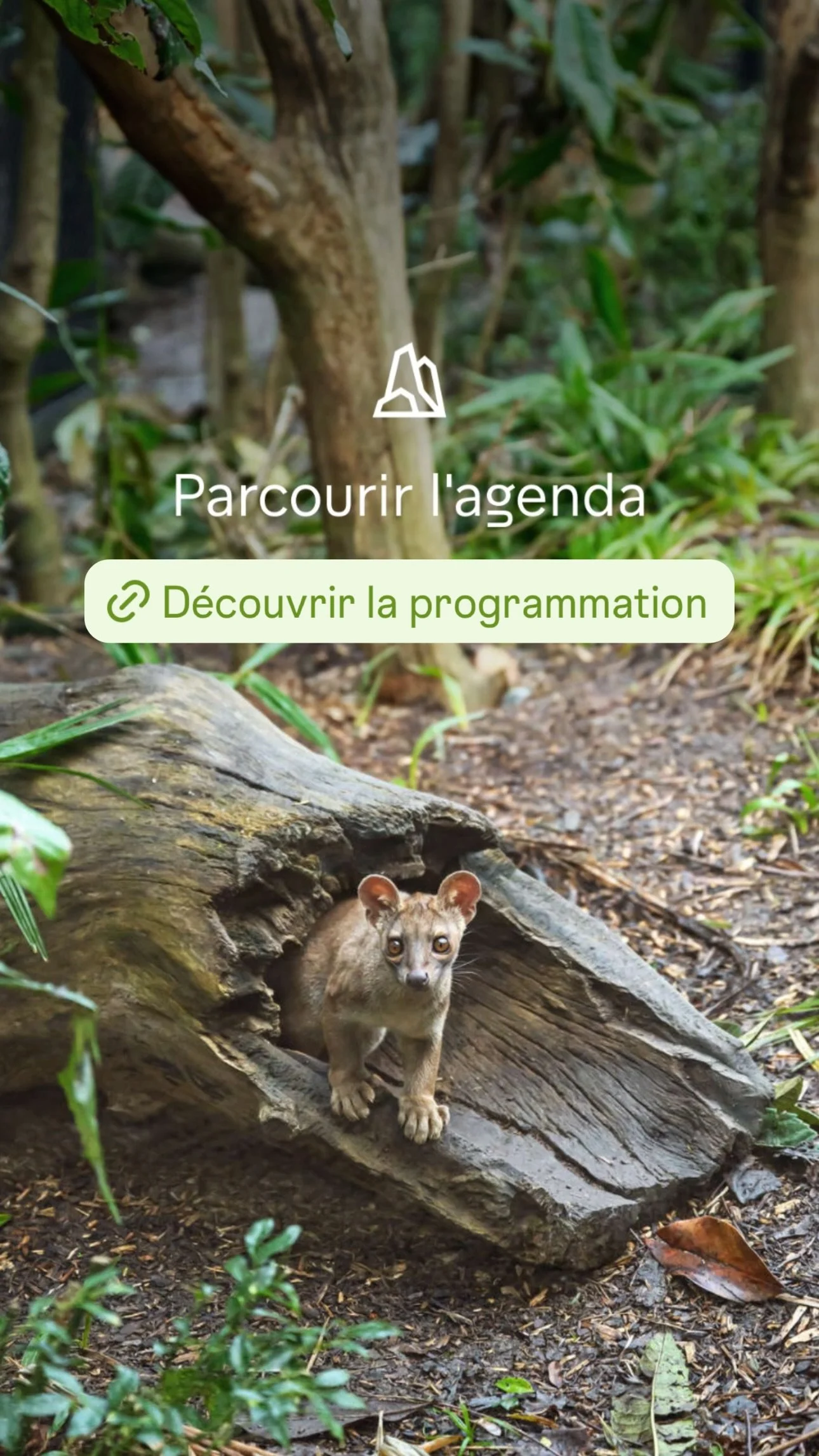 2026 Instagram story for the Zoo de Paris, MNHN, Paris