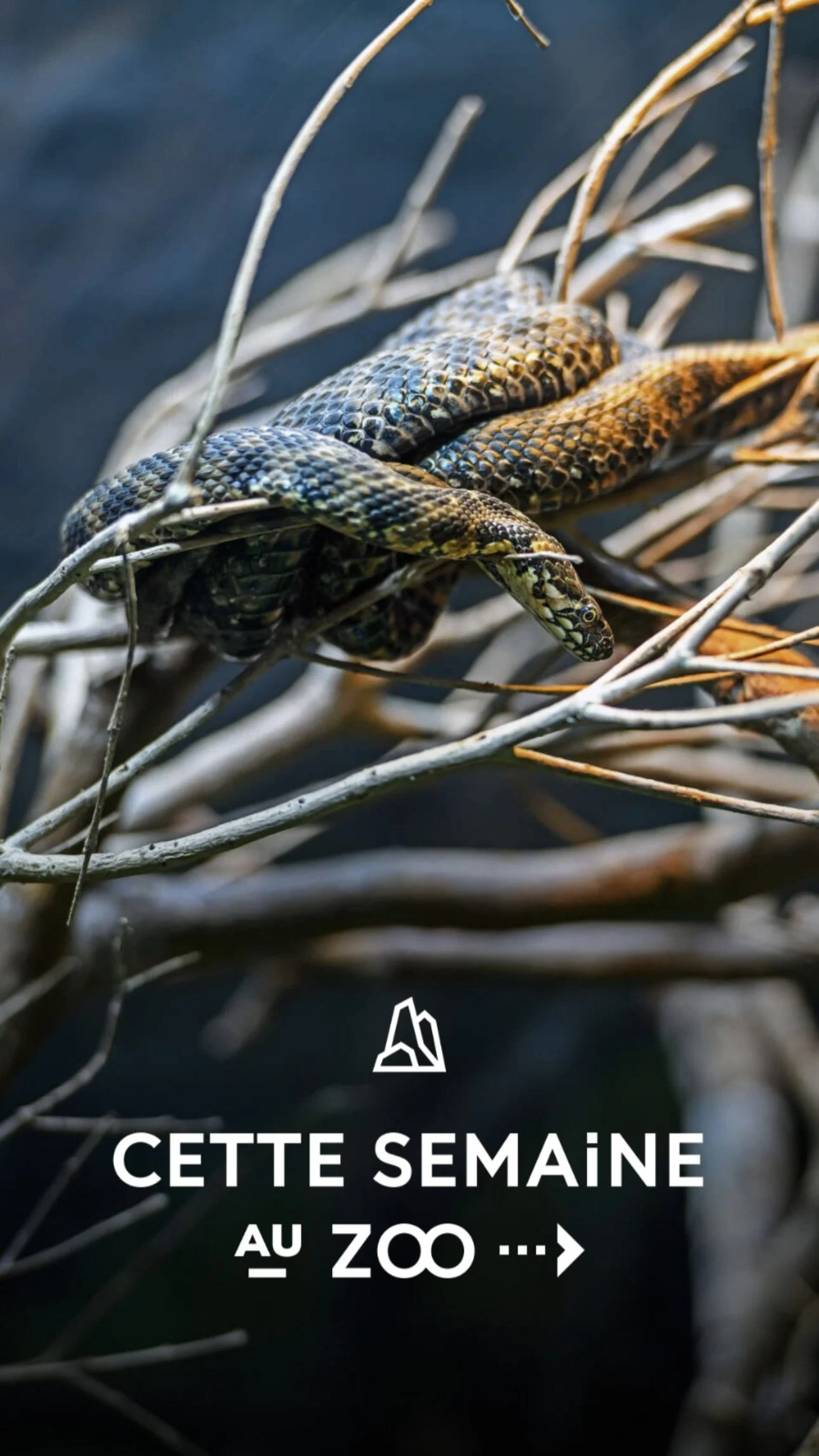 2026 Instagram story for the Zoo de Paris, MNHN, Paris