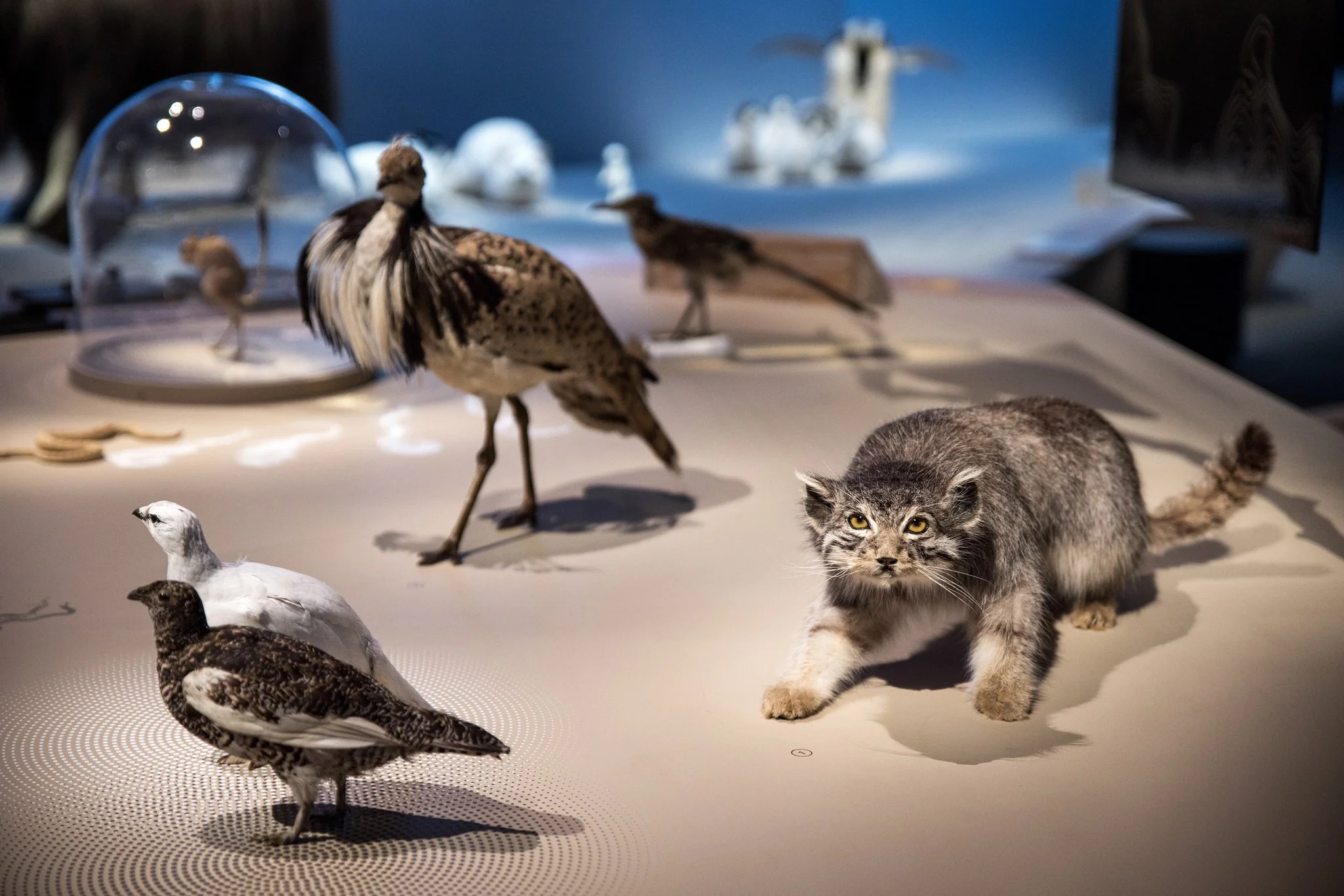 Déserts - Août 2025