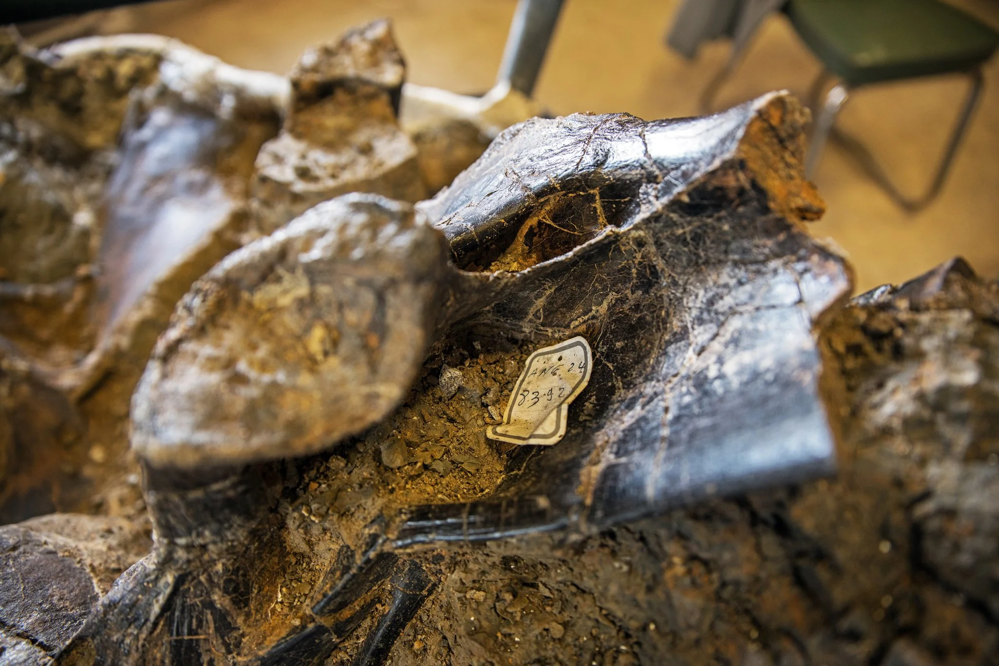 Fossile d'Angeac-Charente - Mai 2025