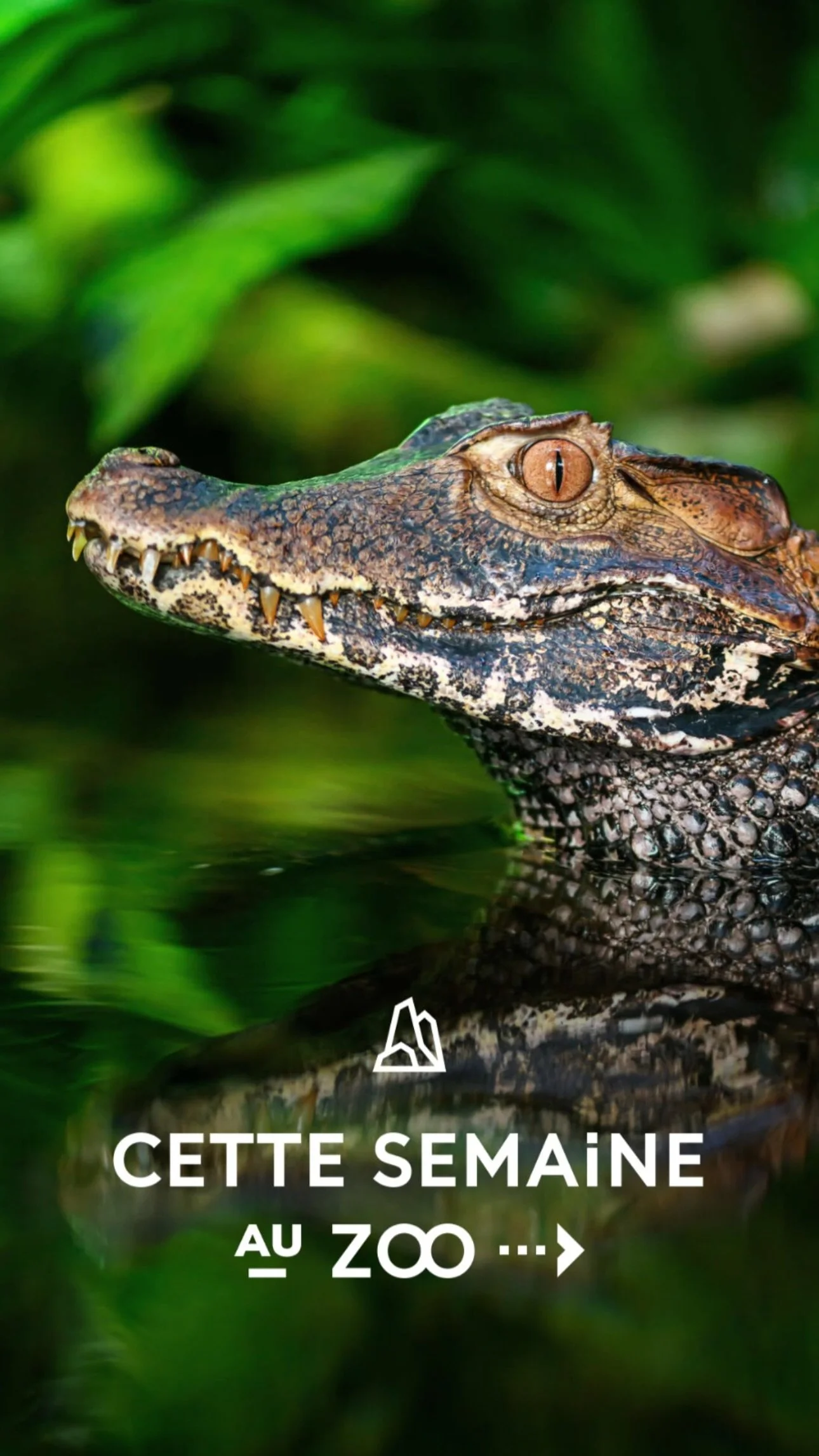 2026 Instagram story for the Zoo de Paris, MNHN, Paris