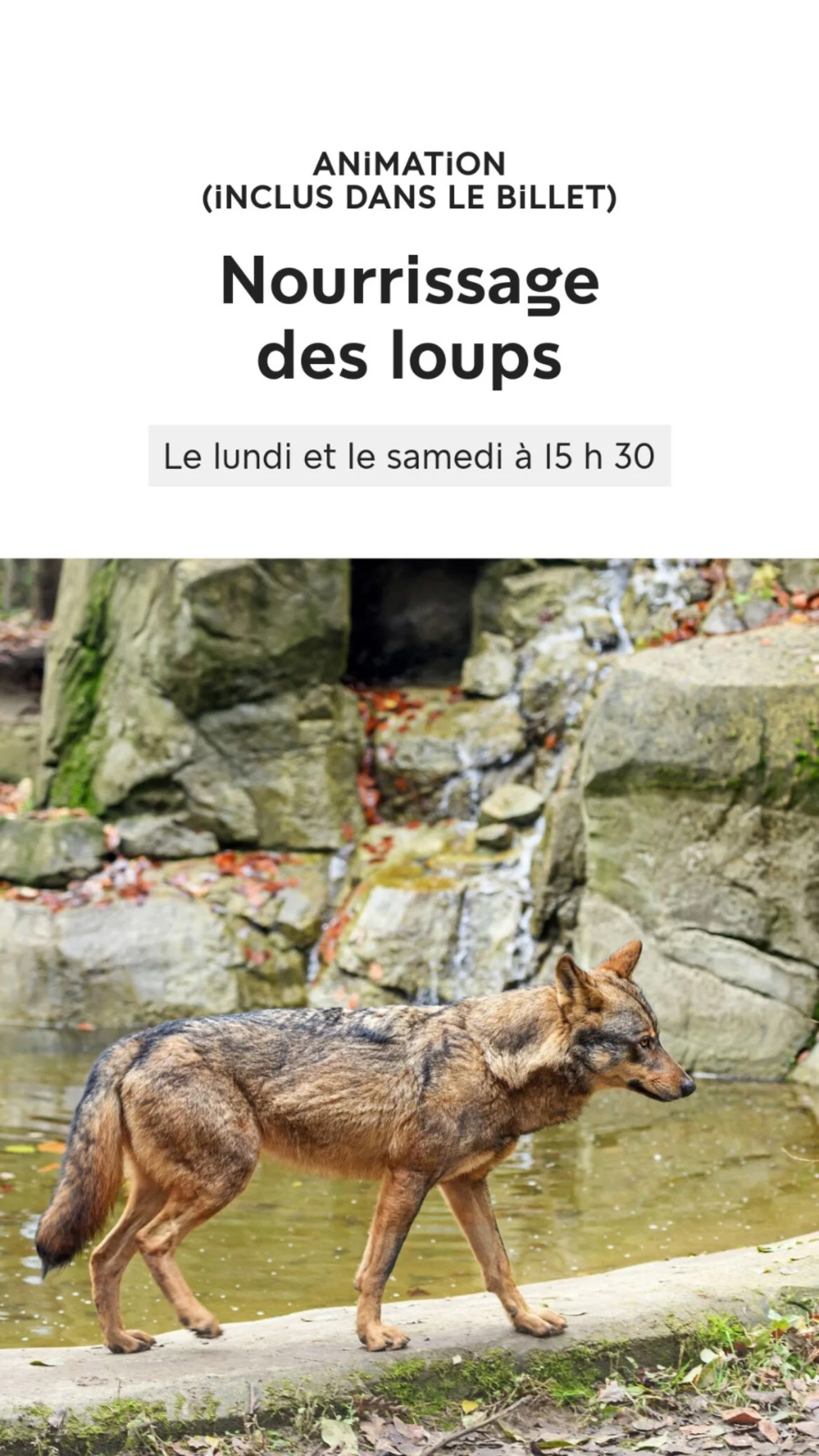 2026 Instagram story for the Zoo de Paris, MNHN, Paris