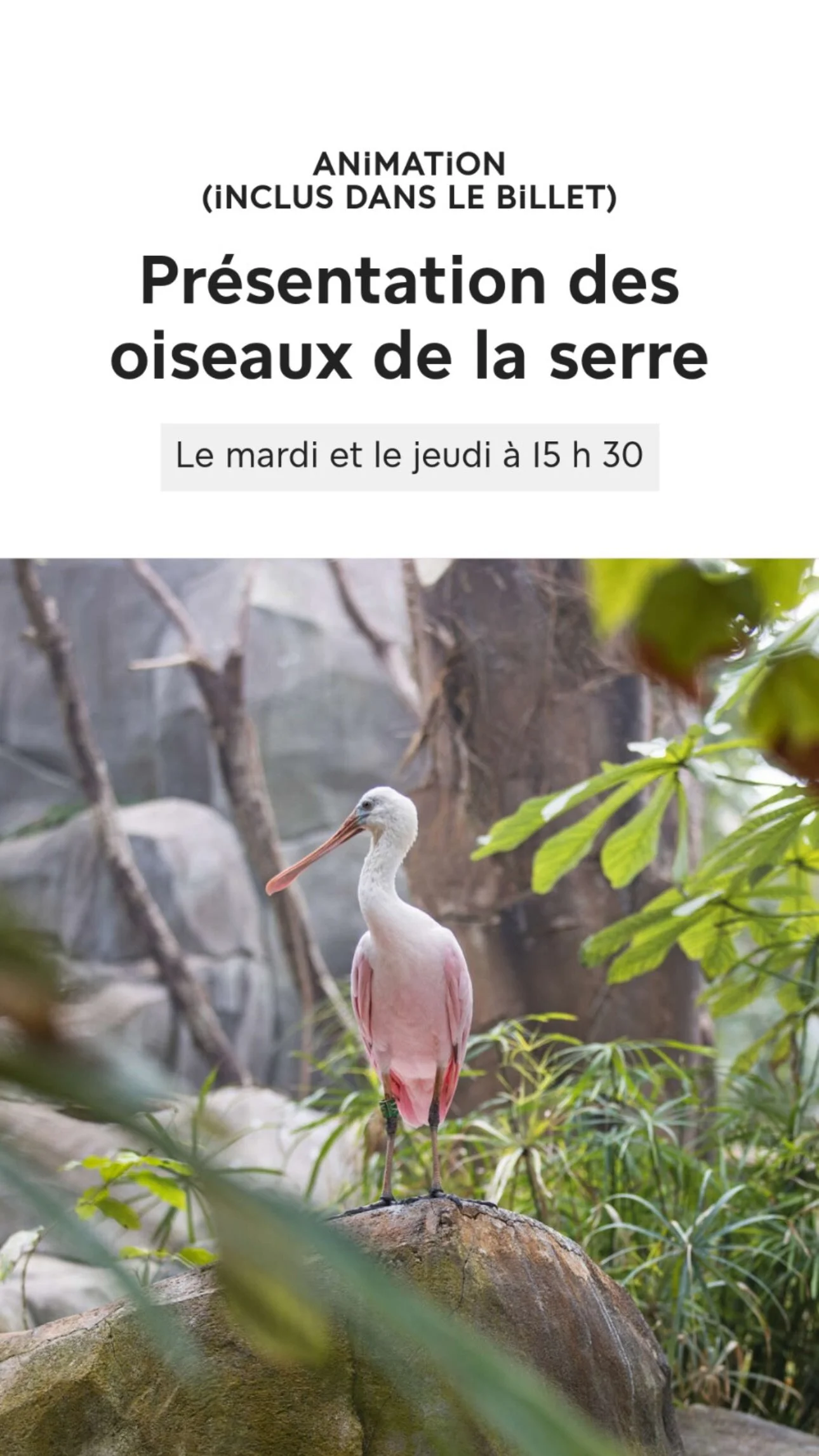 2026 Instagram story for the Zoo de Paris, MNHN, Paris