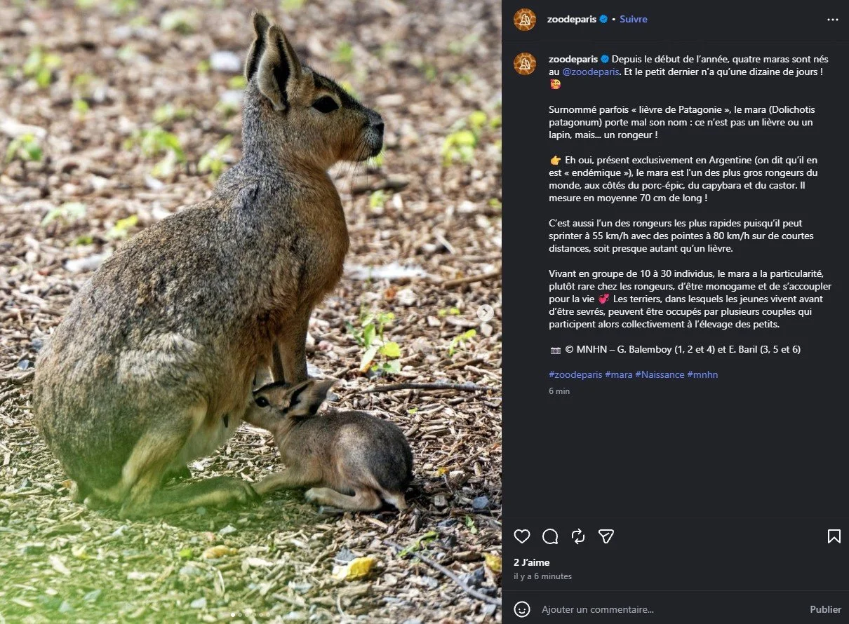2026 Instagram post for the Zoo de Paris, MNHN, Paris