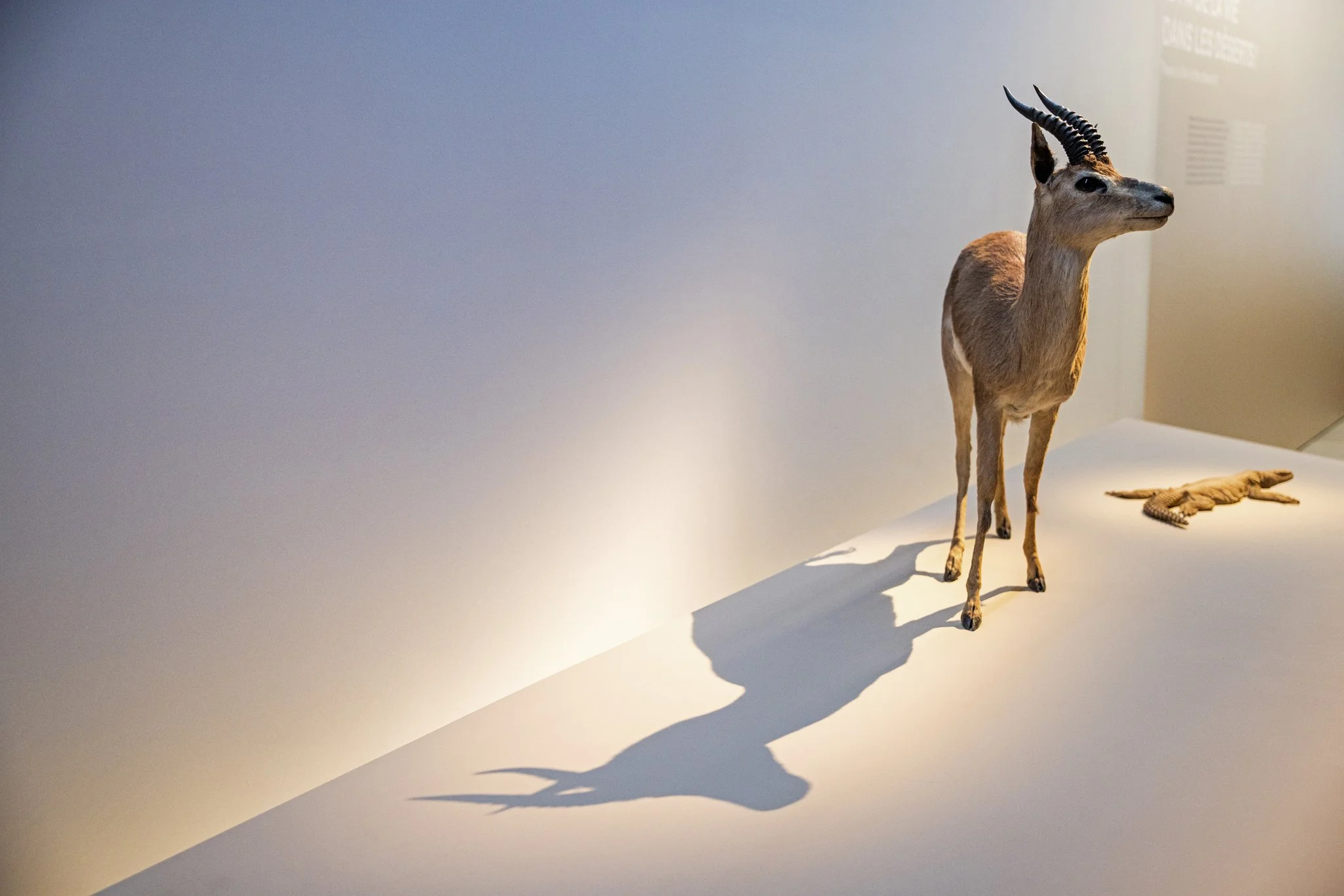 Déserts - Août 2025