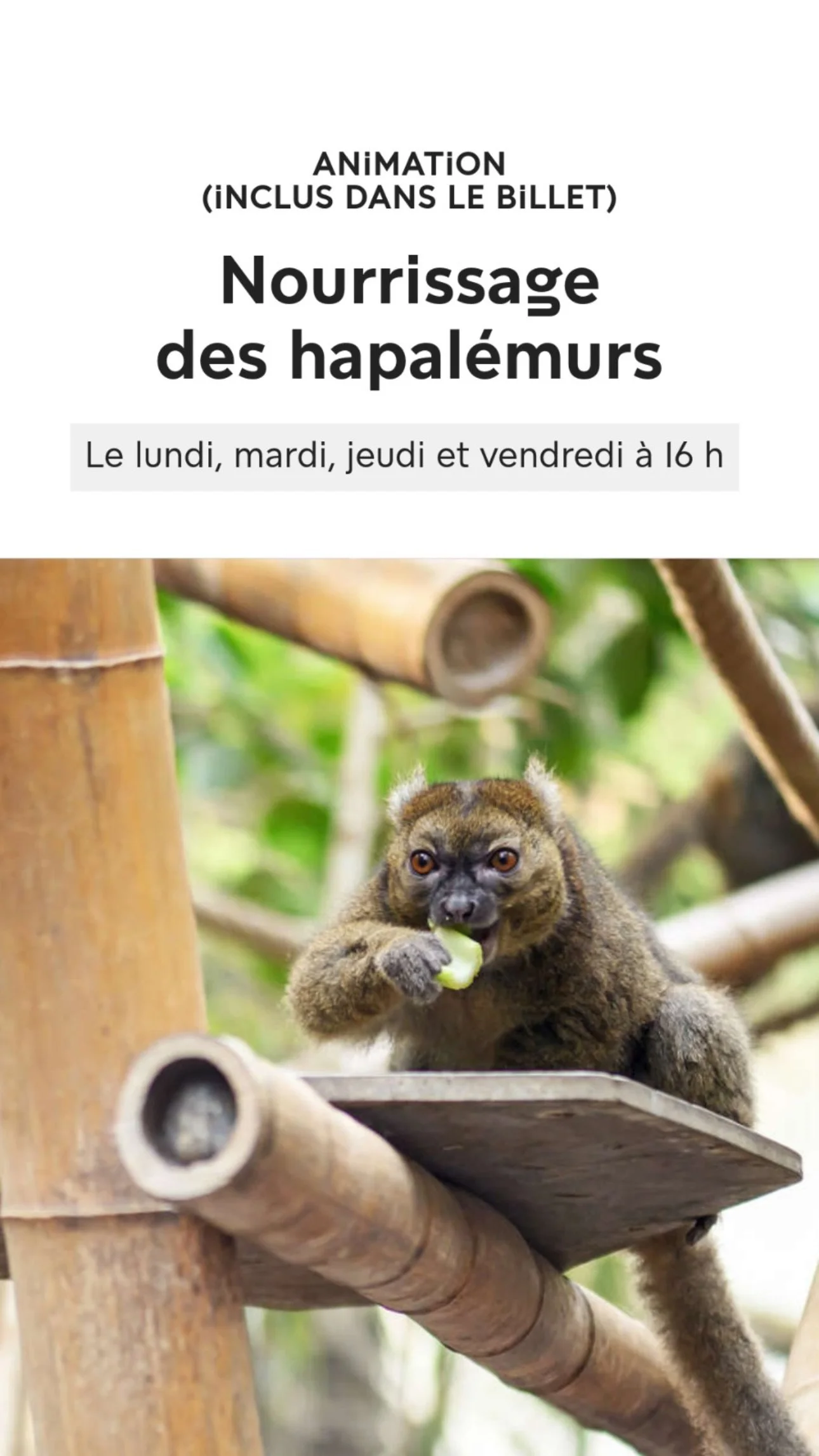 2026 Instagram story for the Zoo de Paris, MNHN, Paris