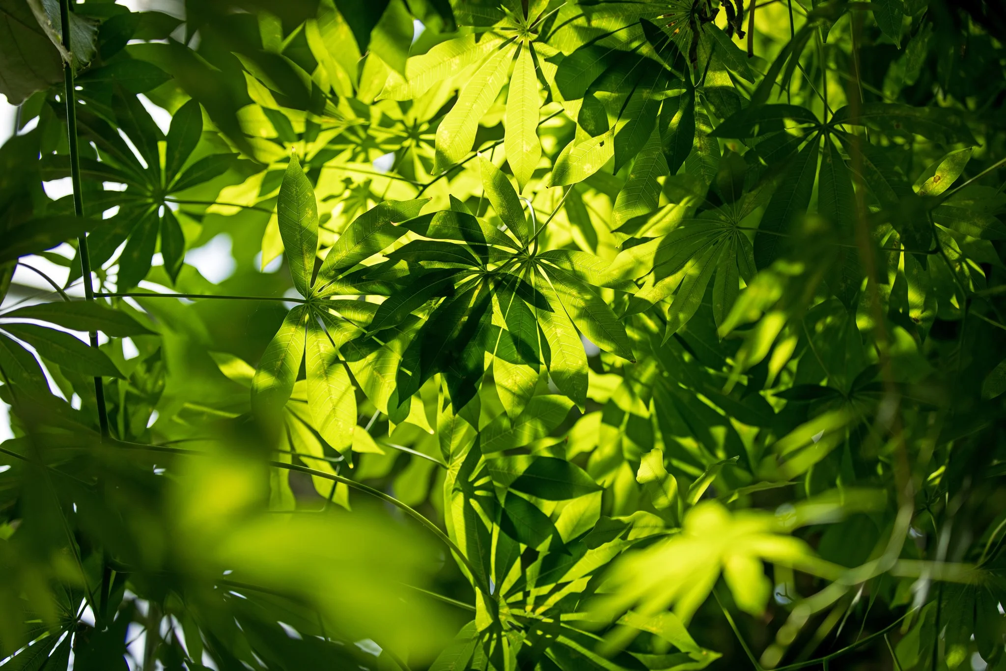 Grandes serres - Août 2025