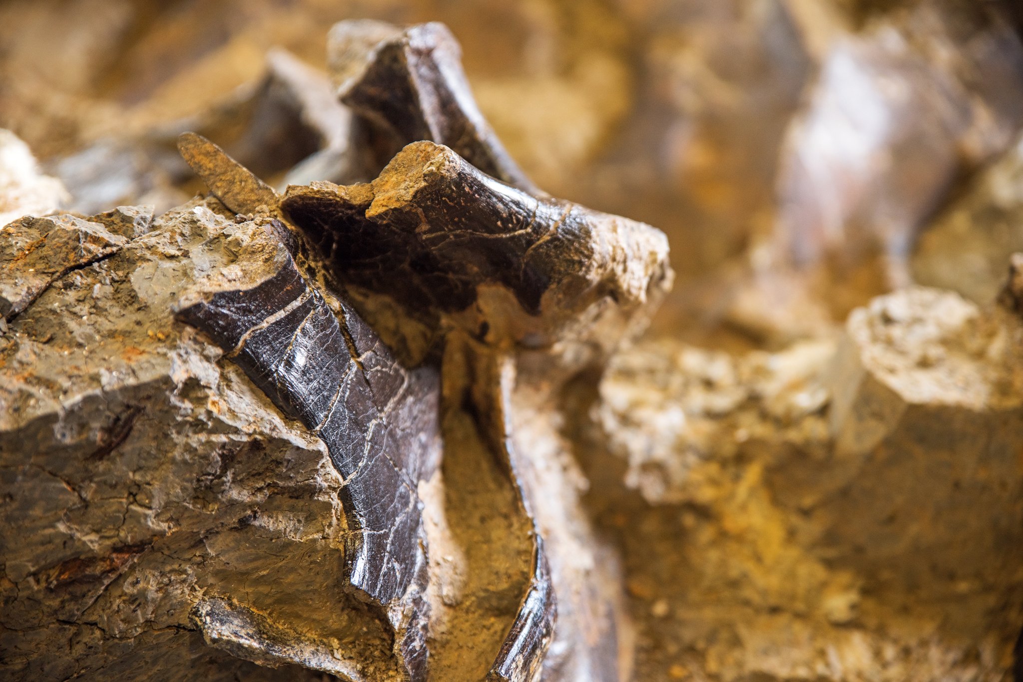 Fossile d'Angeac-Charente - Mai 2025