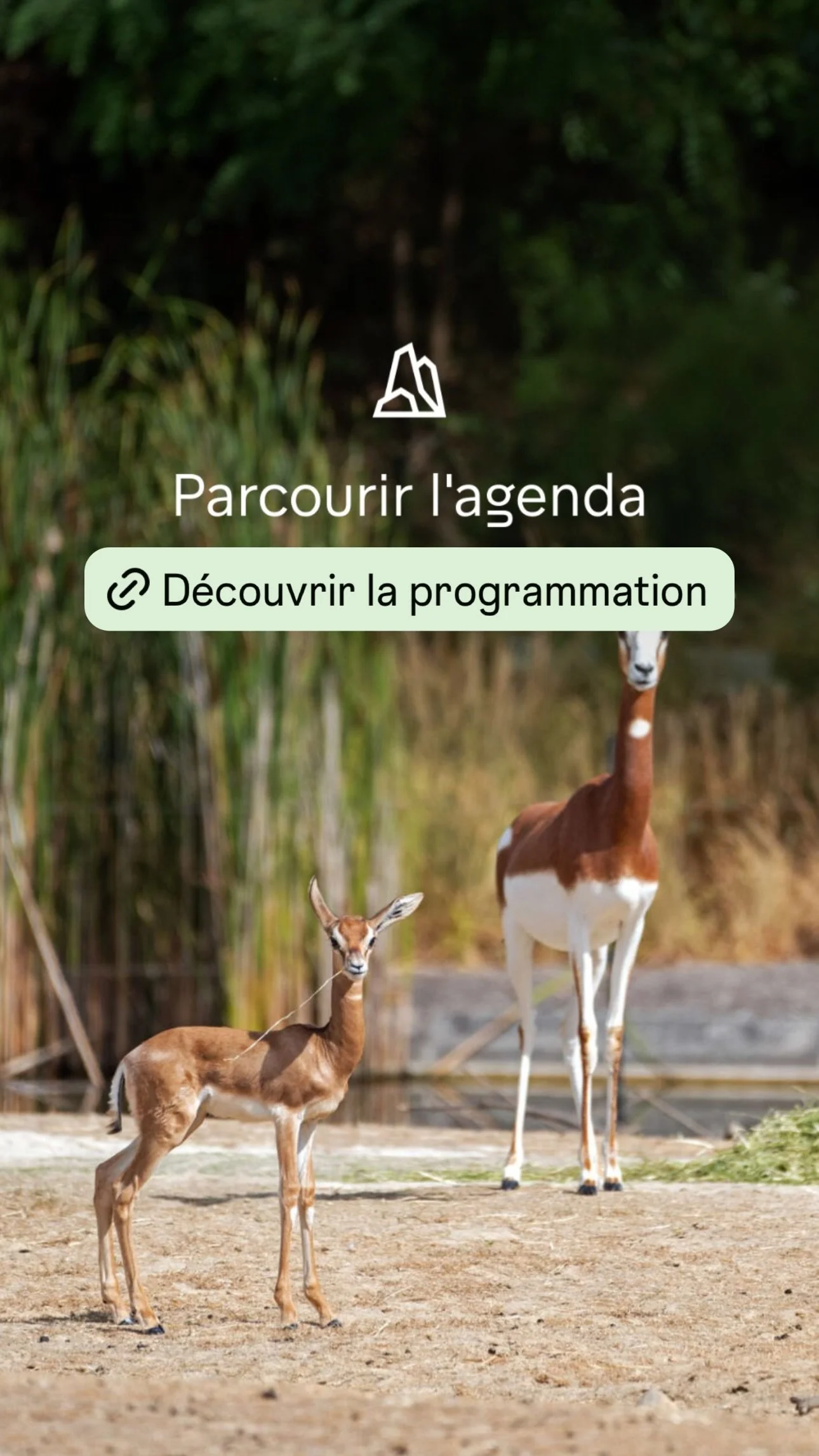2026 Instagram story for the Zoo de Paris, MNHN, Paris