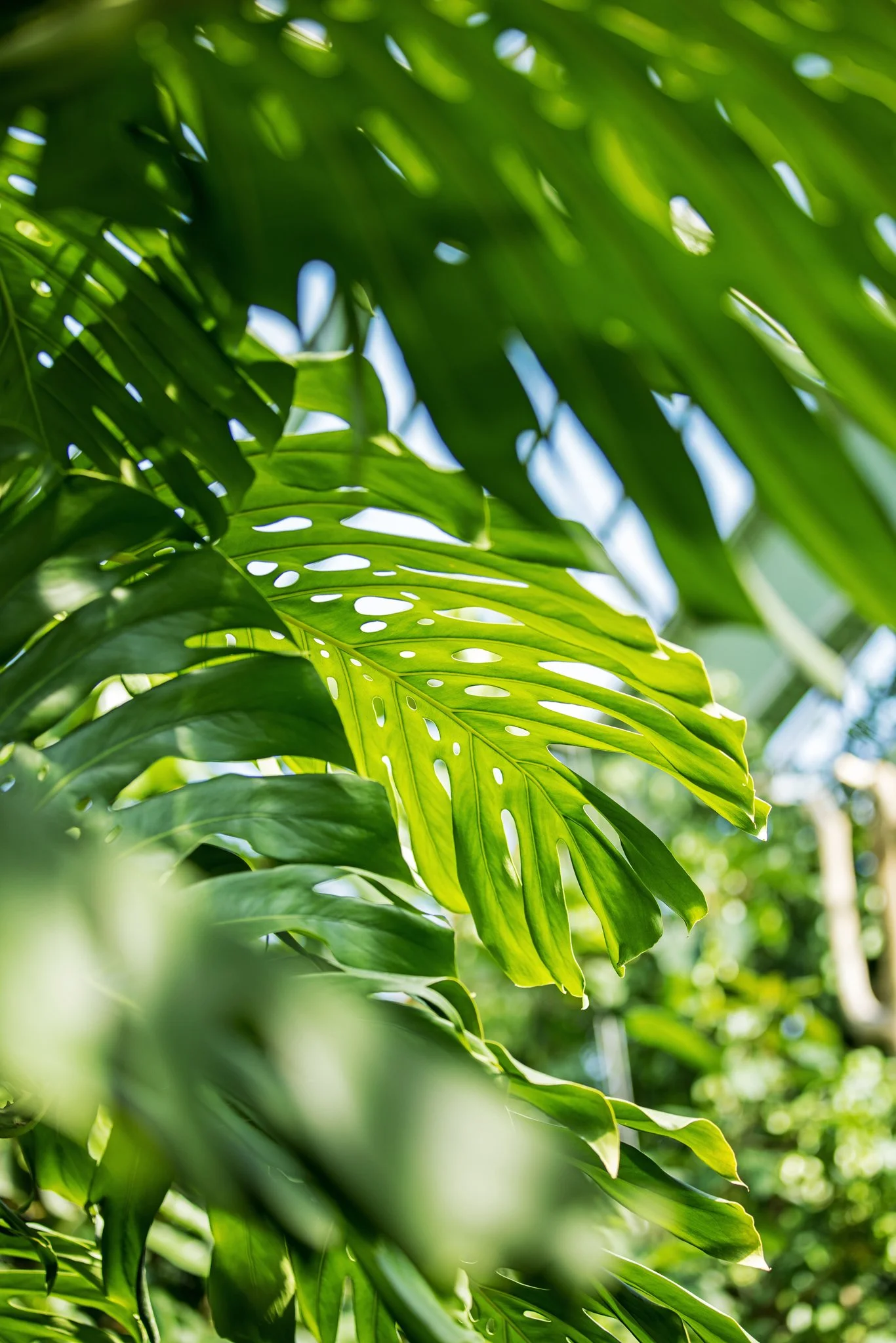 Grandes serres - Août 2025