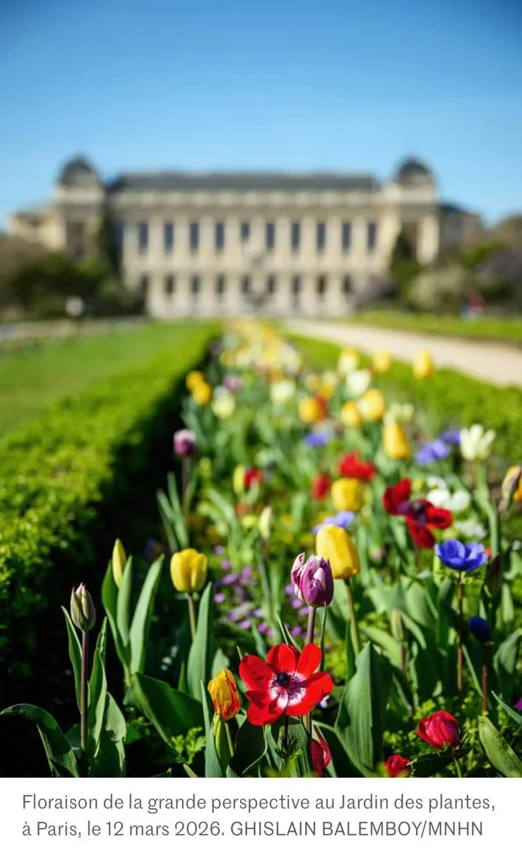 Flowering in the grand perspective - Le Monde website, March 23rd, 2026
