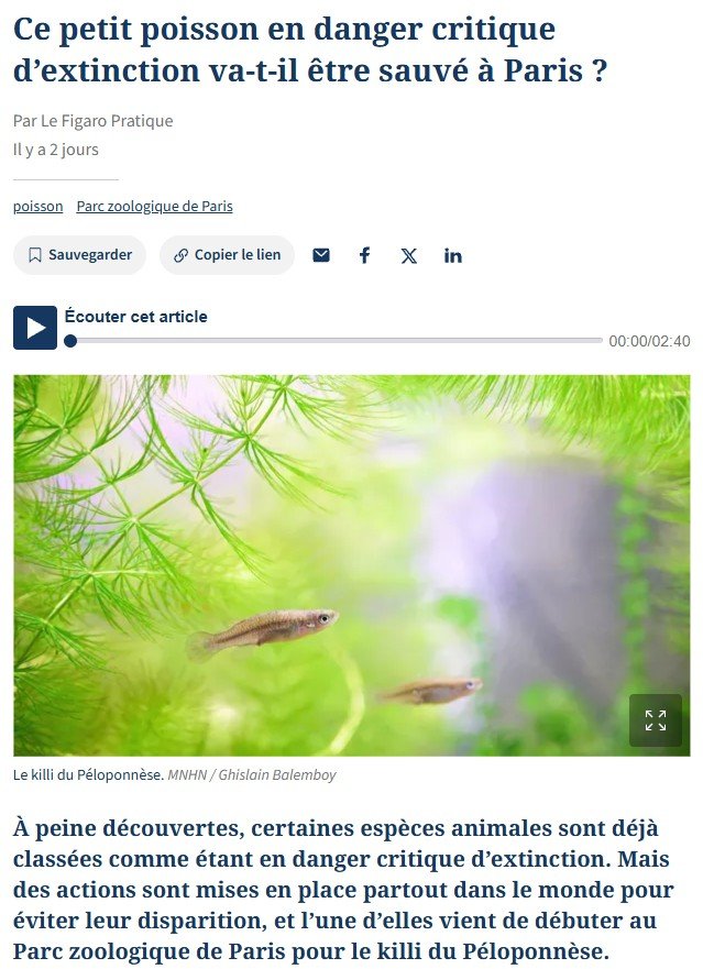 Mediterranean killifish, Le Figaro webiste, May 11th, 2026