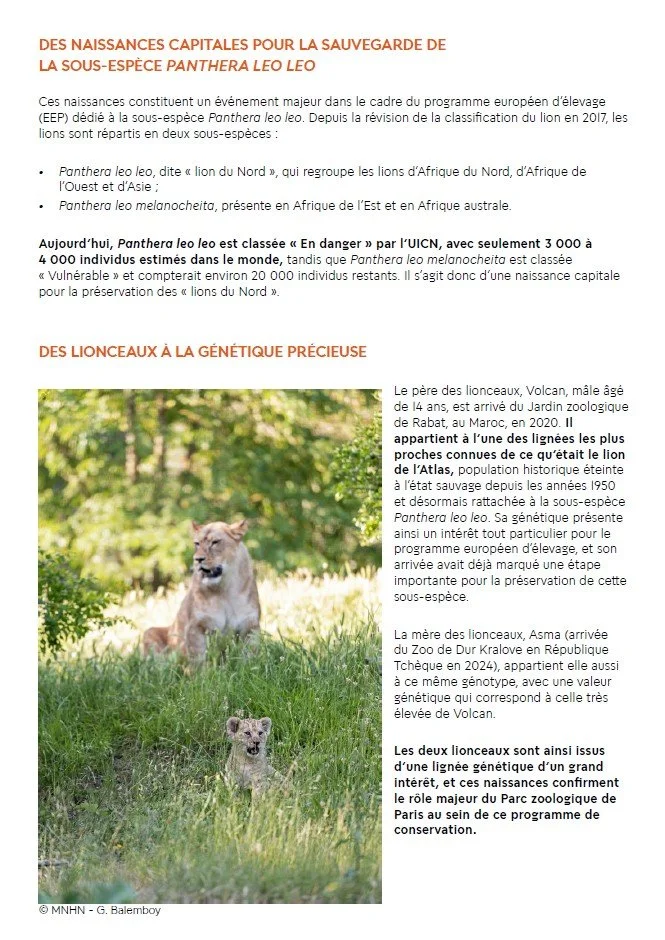 Birth of northern african lions, press release, MNHN, Paris, 2026