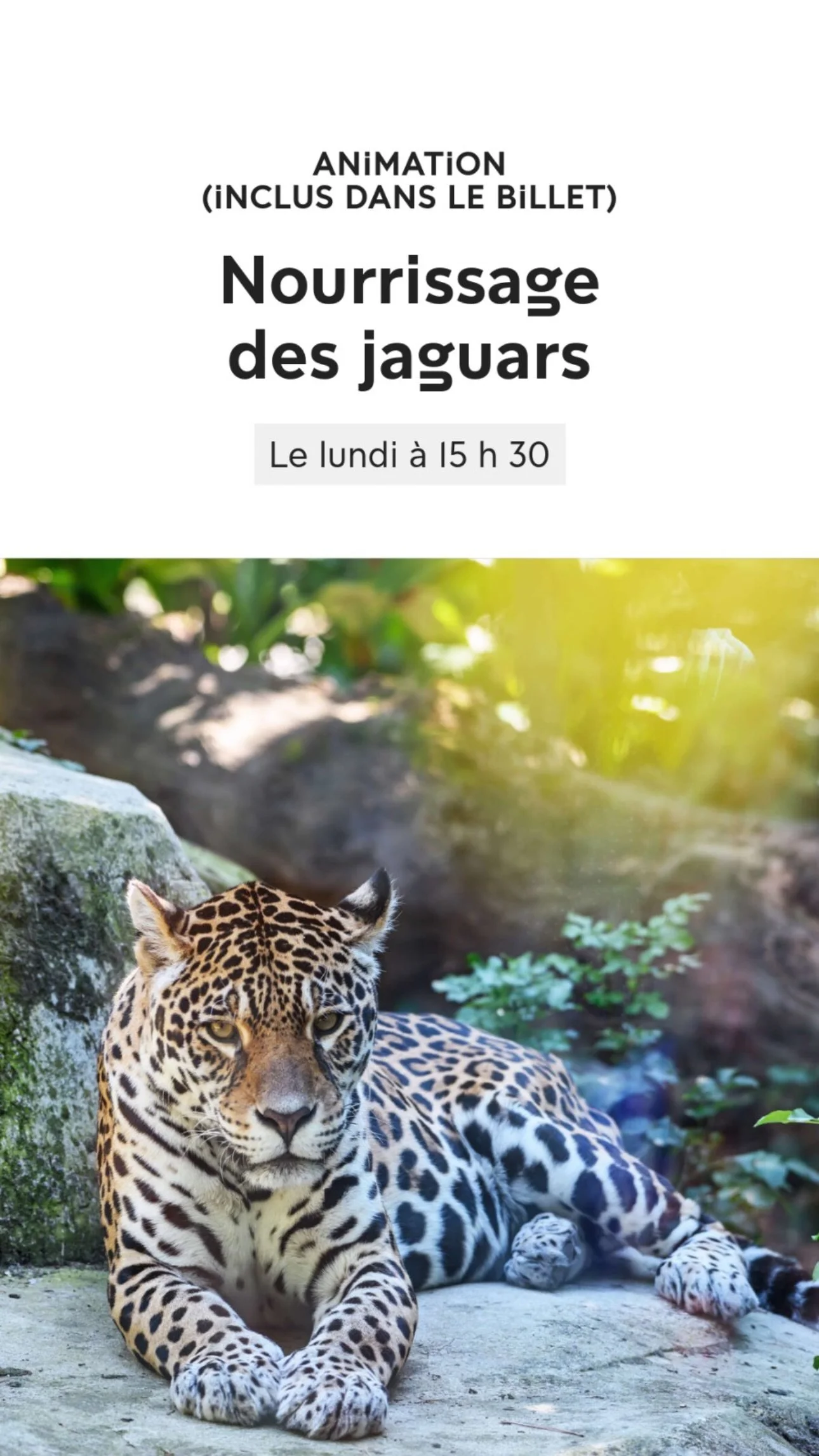 2026 Instagram story for the Zoo de Paris, MNHN, Paris