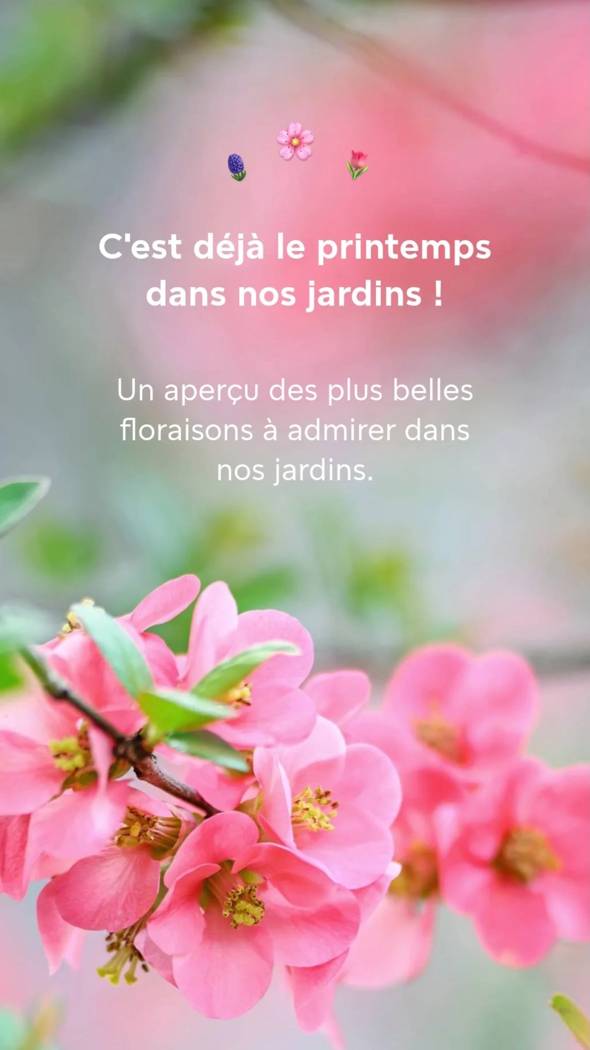 2026 Instagram story for the Muséum, MNHN, Paris