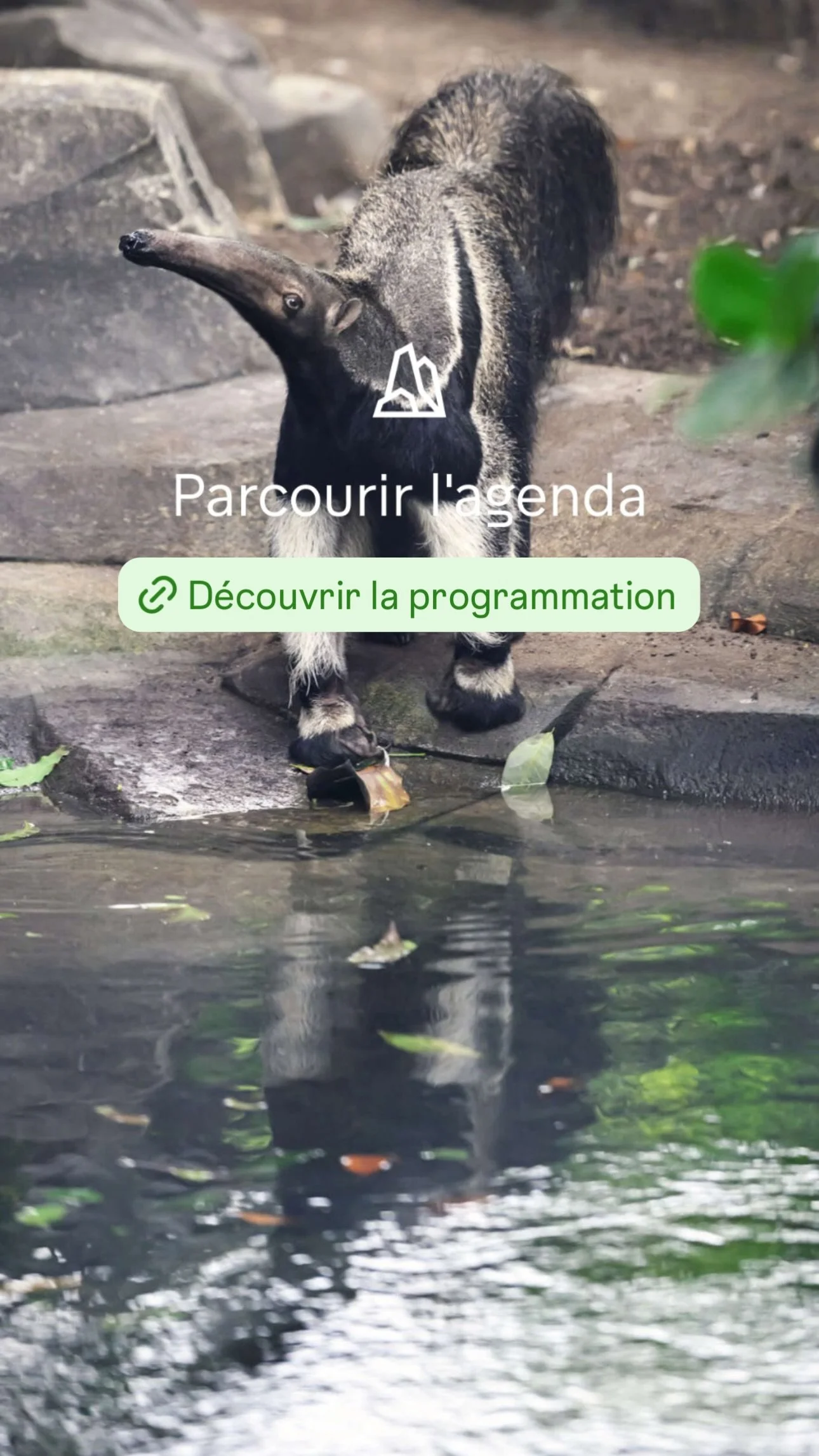 2025 Instagram story for the Zoo de Paris, MNHN, Paris