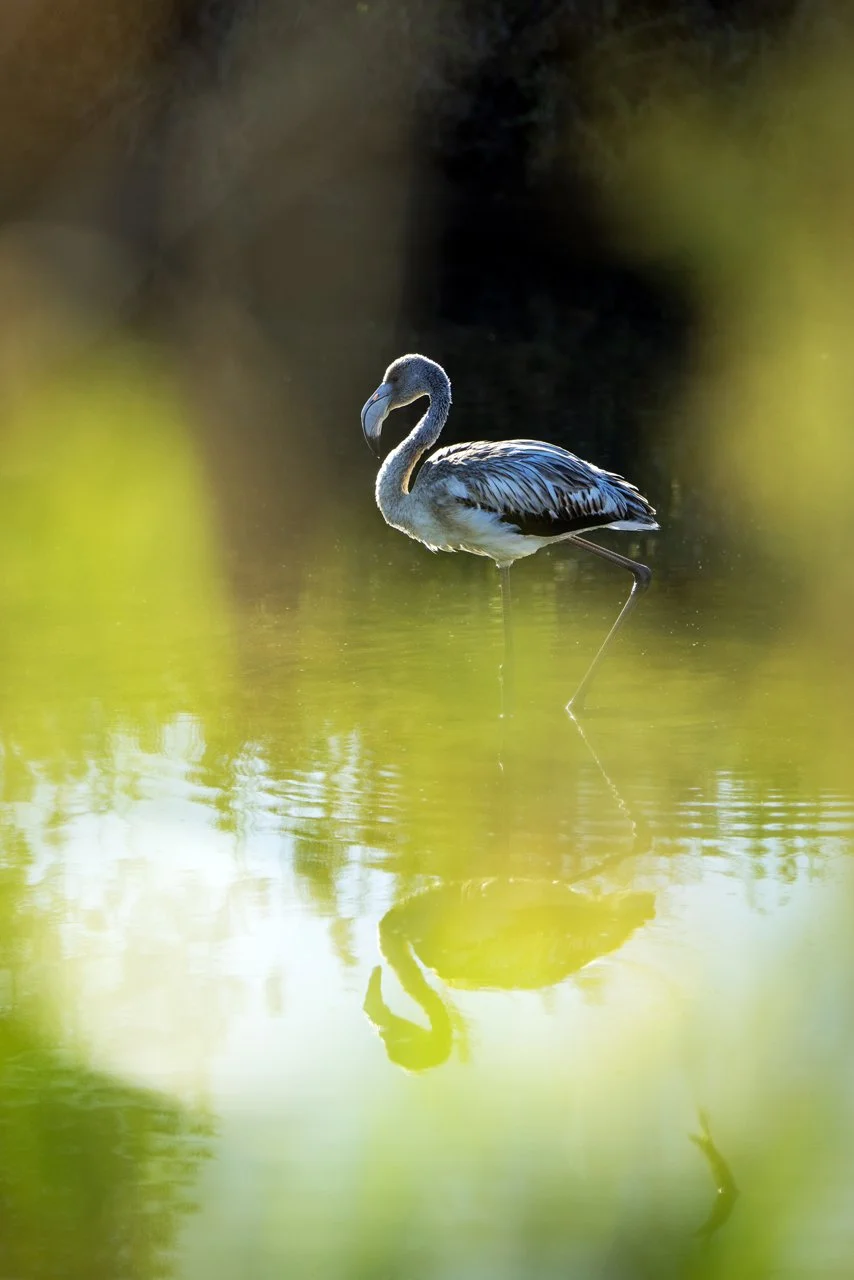 Flamant rose - Greater flamingo - Phoenicopterus roseus - Hyères, Var, Provence, France - 2025