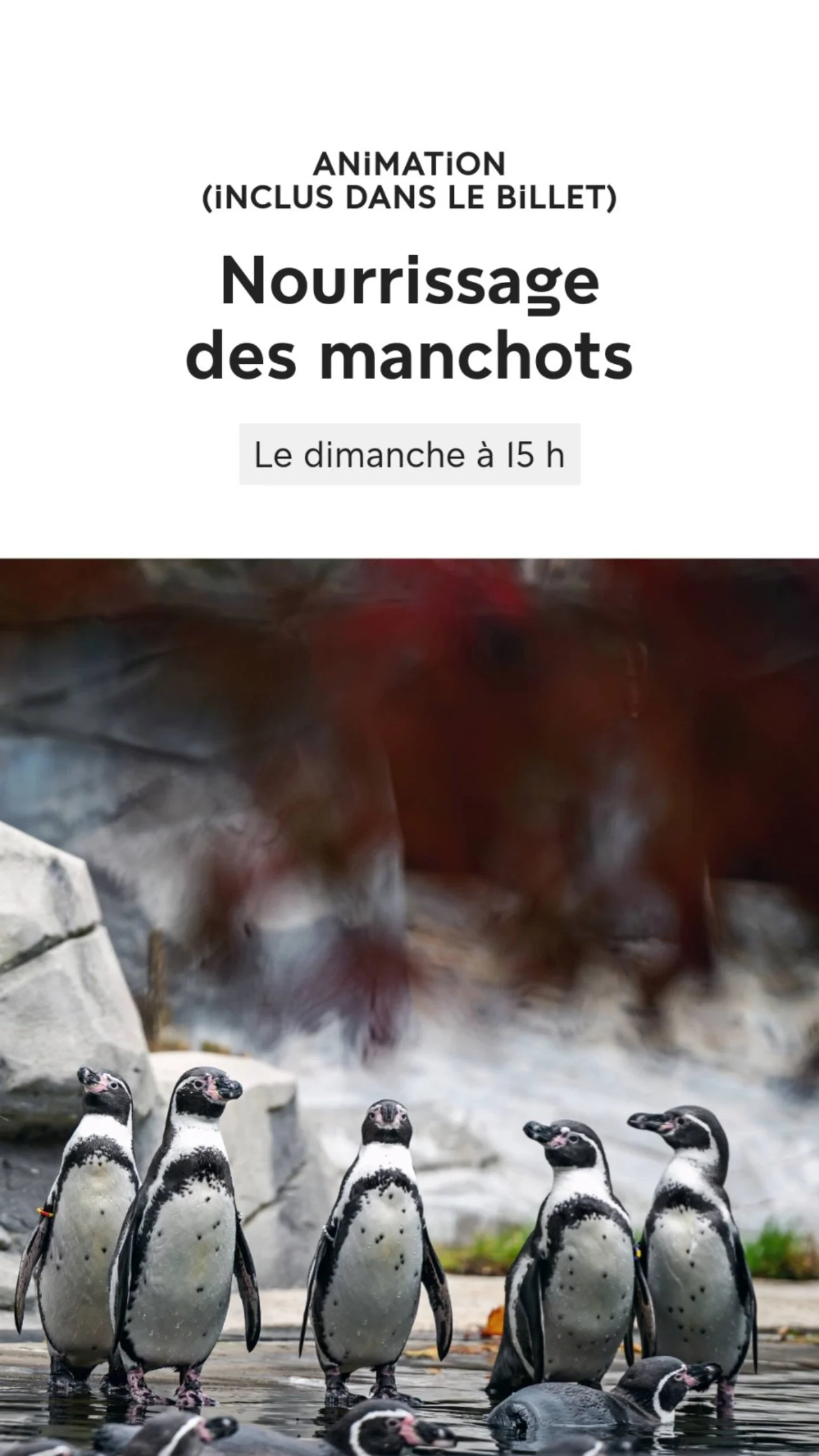 2026 Instagram story for the Zoo de Paris, MNHN, Paris