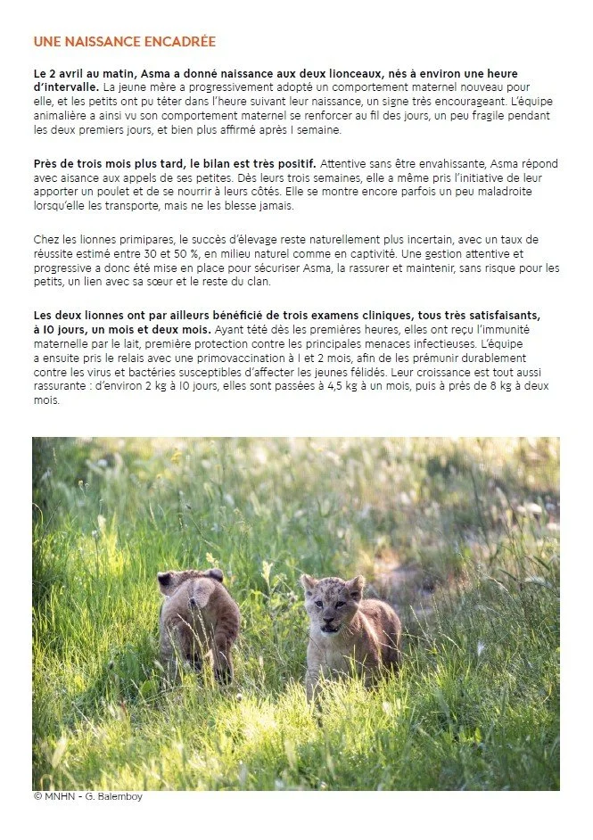 Birth of northern african lions, press release, MNHN, Paris, 2026