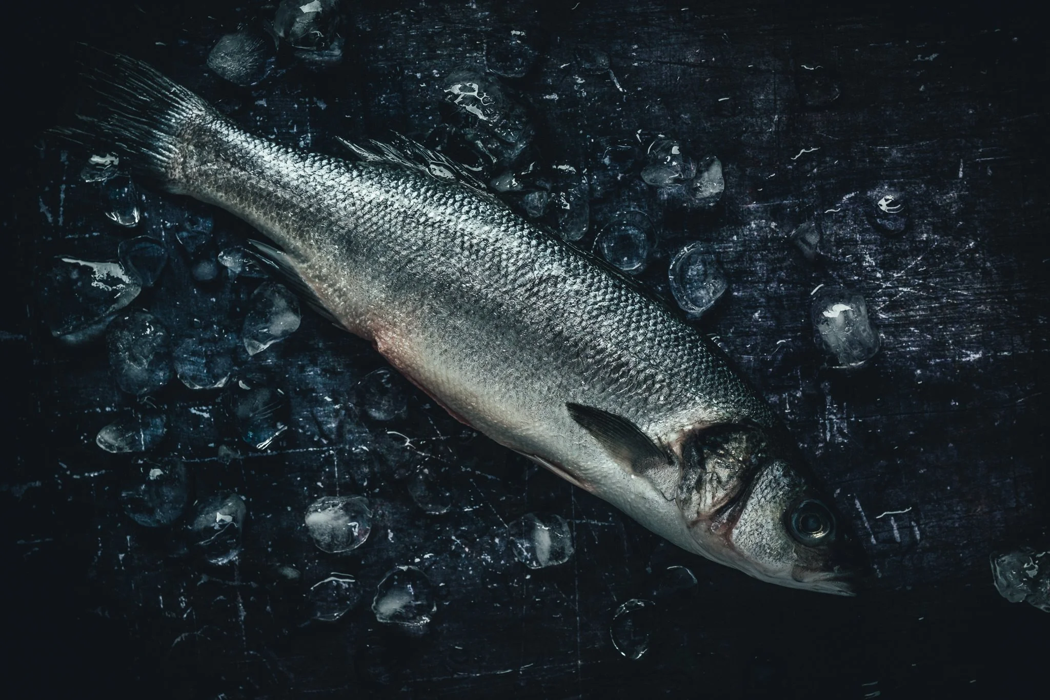 a study on fish -57.jpg