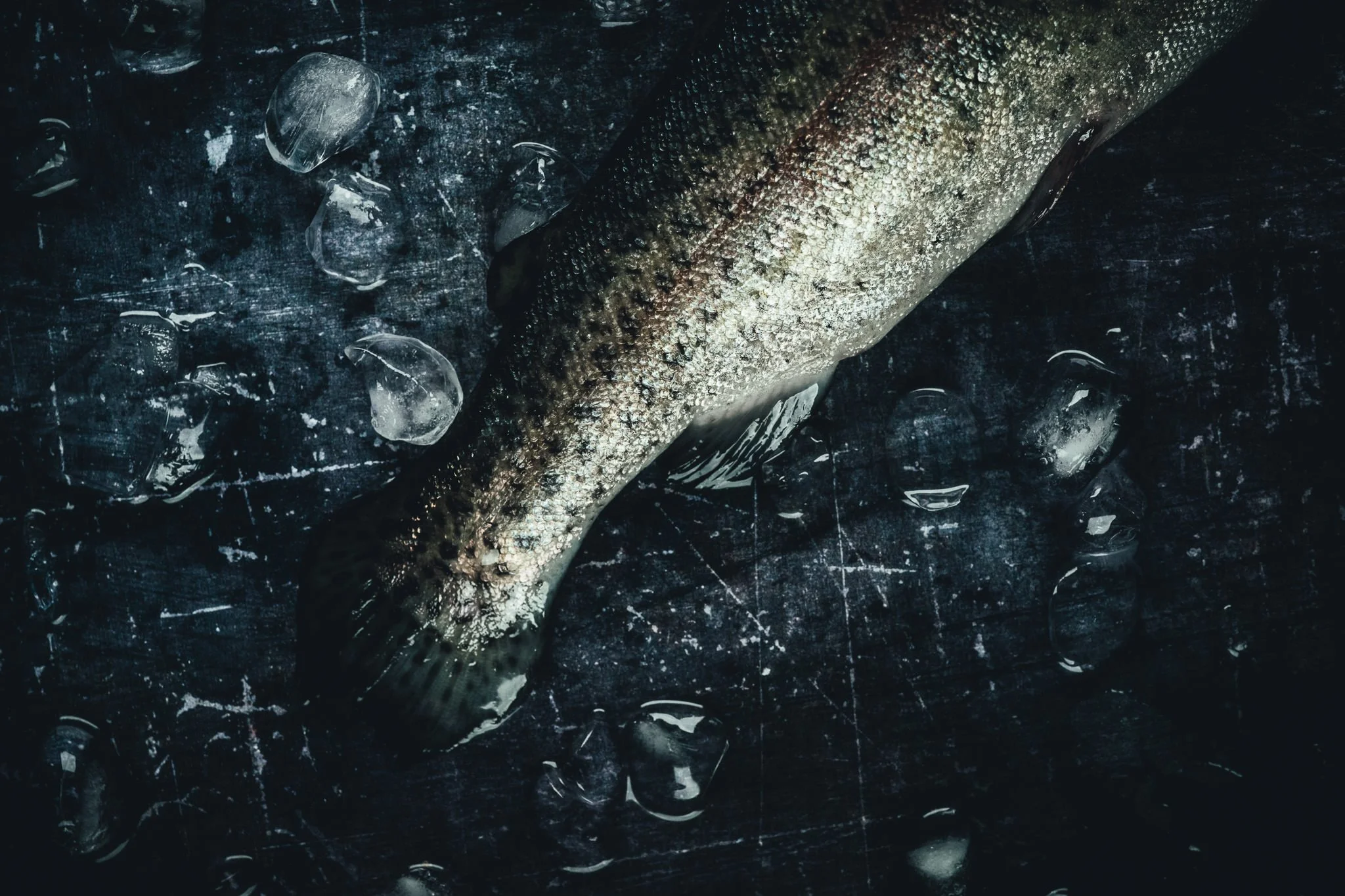 a study on fish -63.jpg