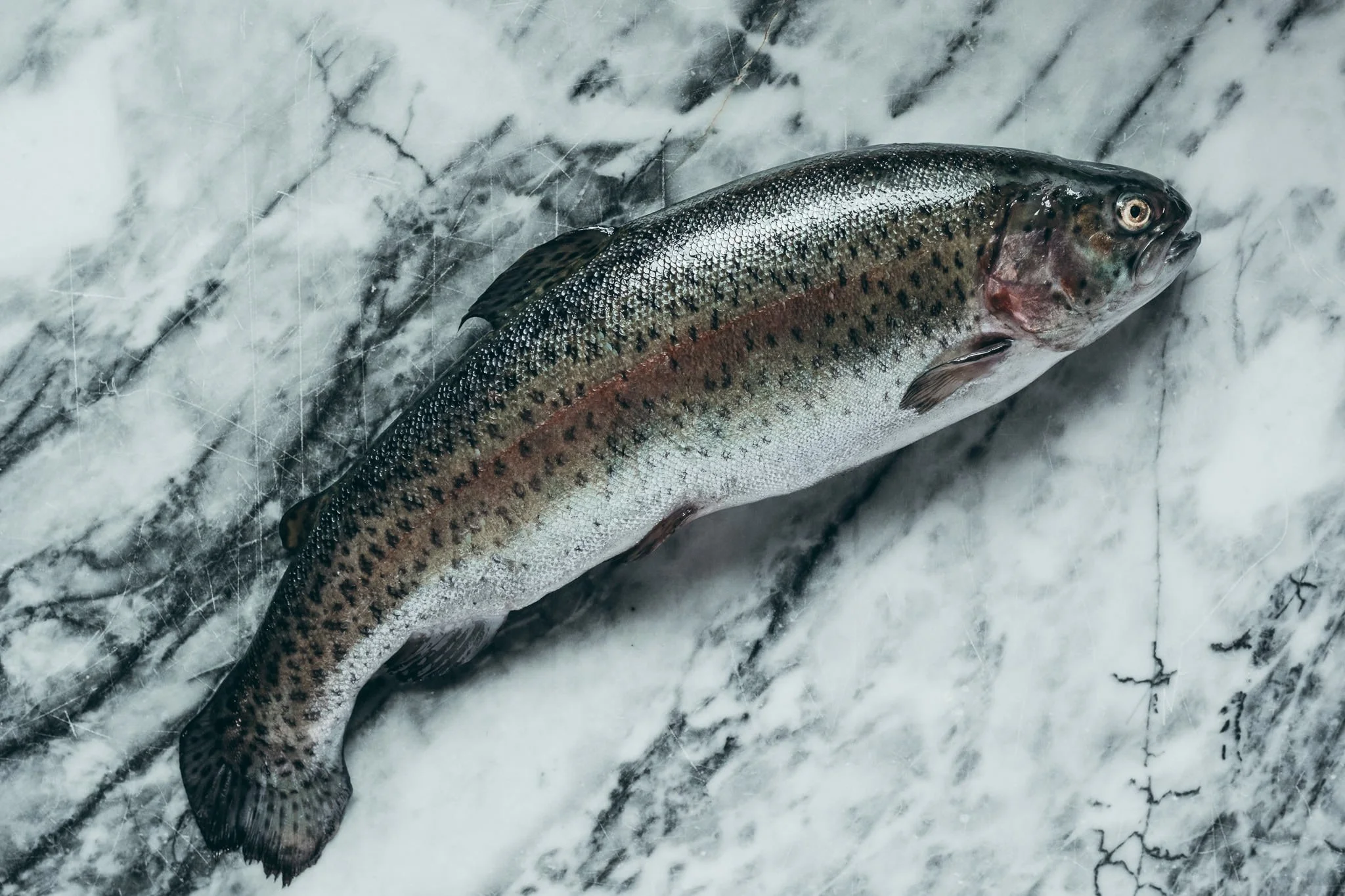 a study on fish -52.jpg