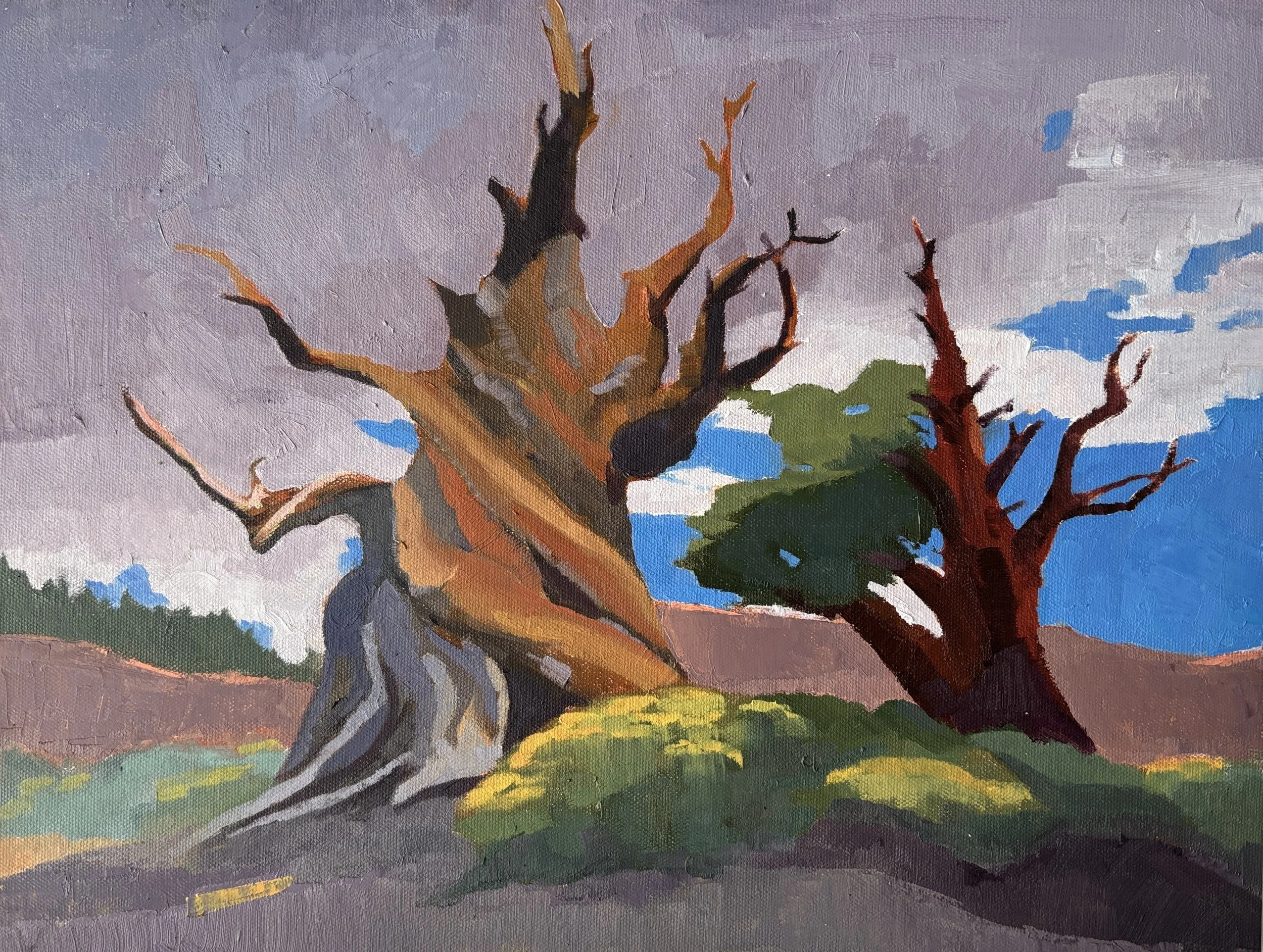 Bristlecone pines. Oil on canvas panel. 12x16 inches. 