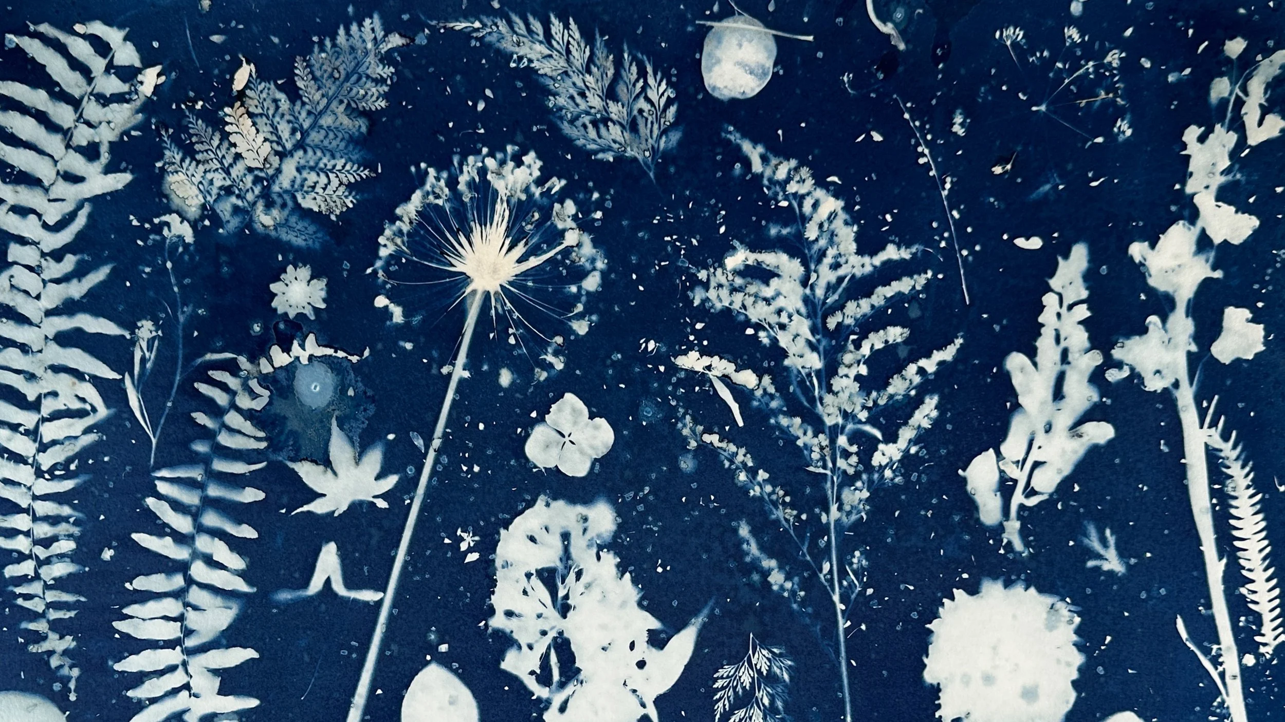 White botanical silhouettes of various leaves and flowers on a dark blue background.