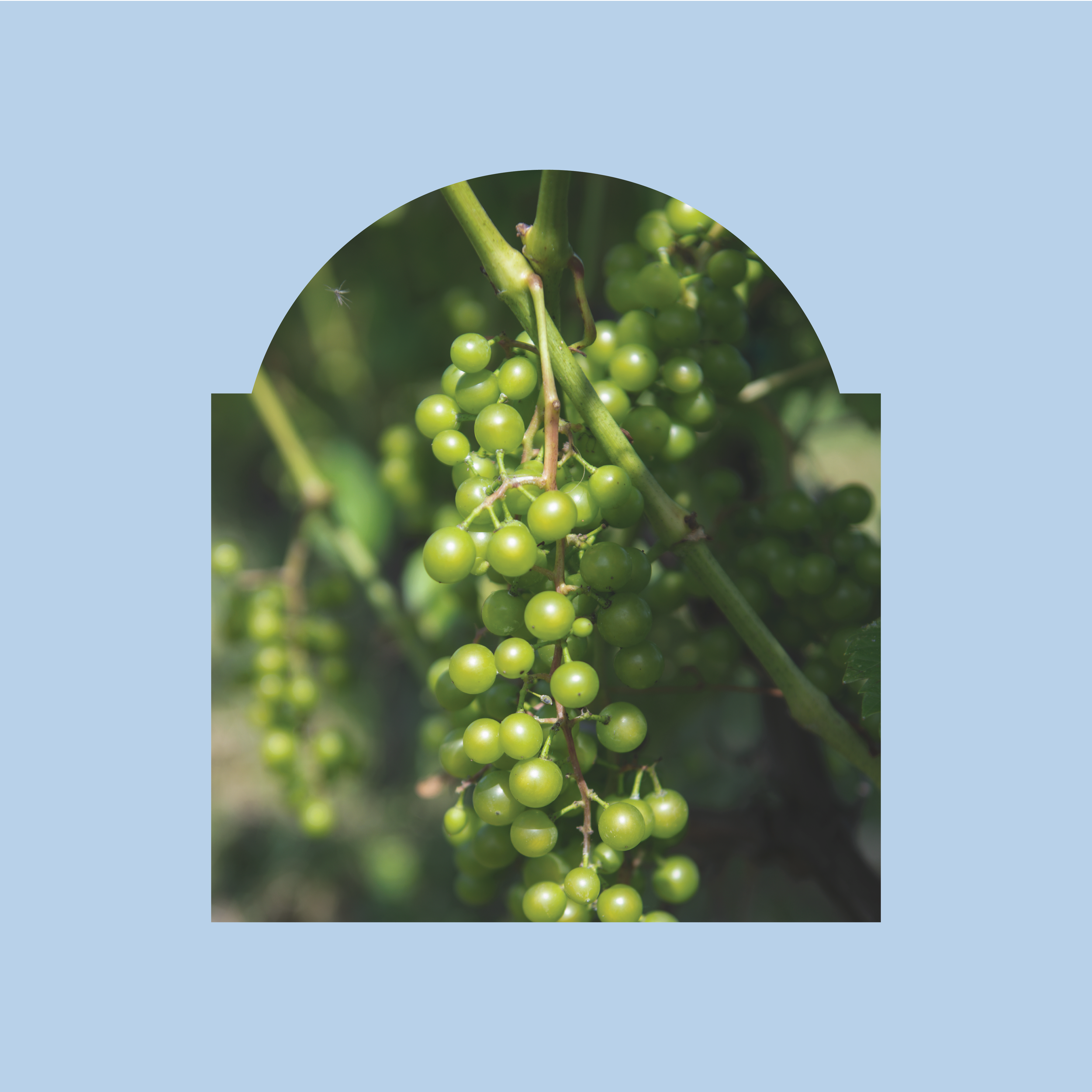 Vignoble Chambordais Saint-Vincent