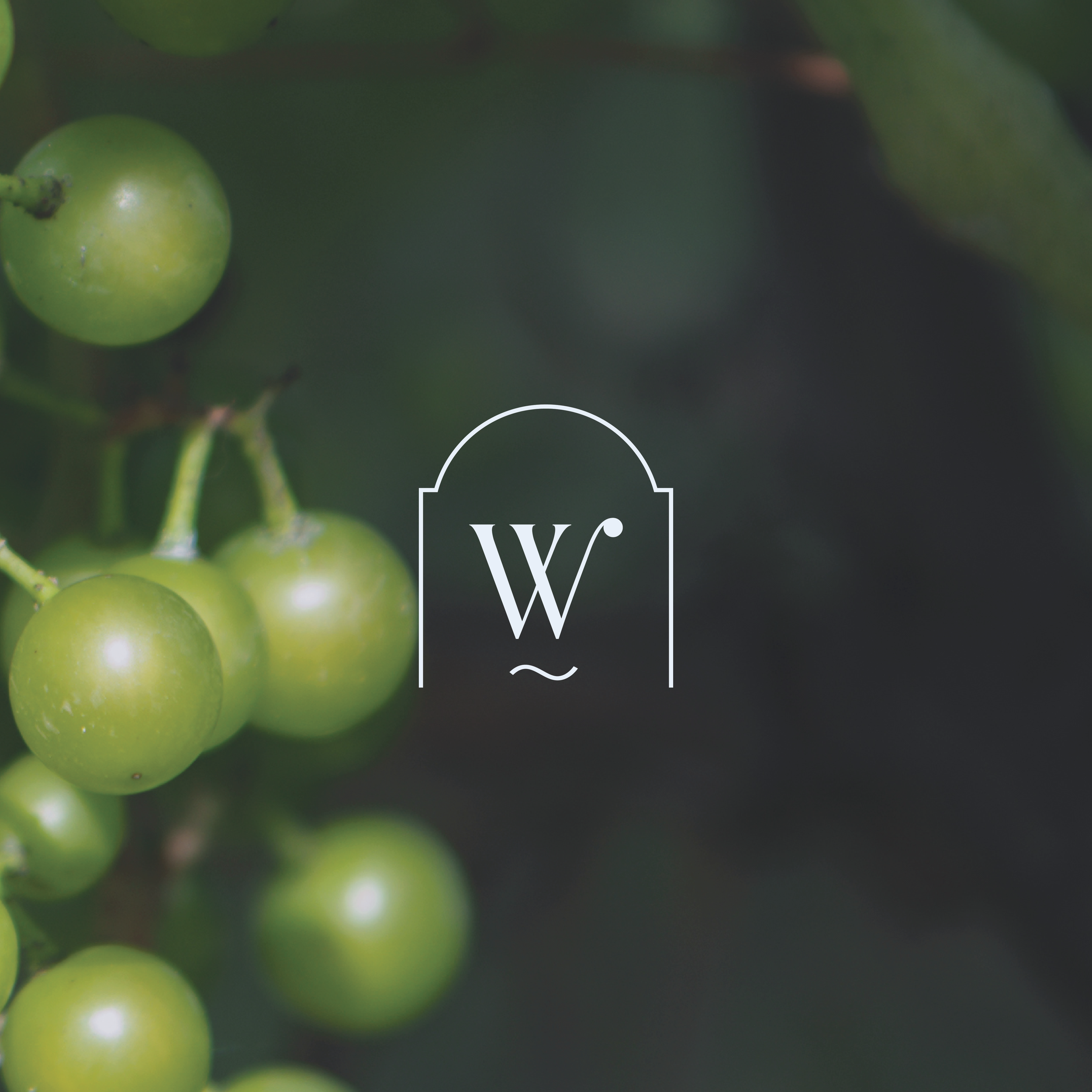 Vigne avec des grappes de raisins verts