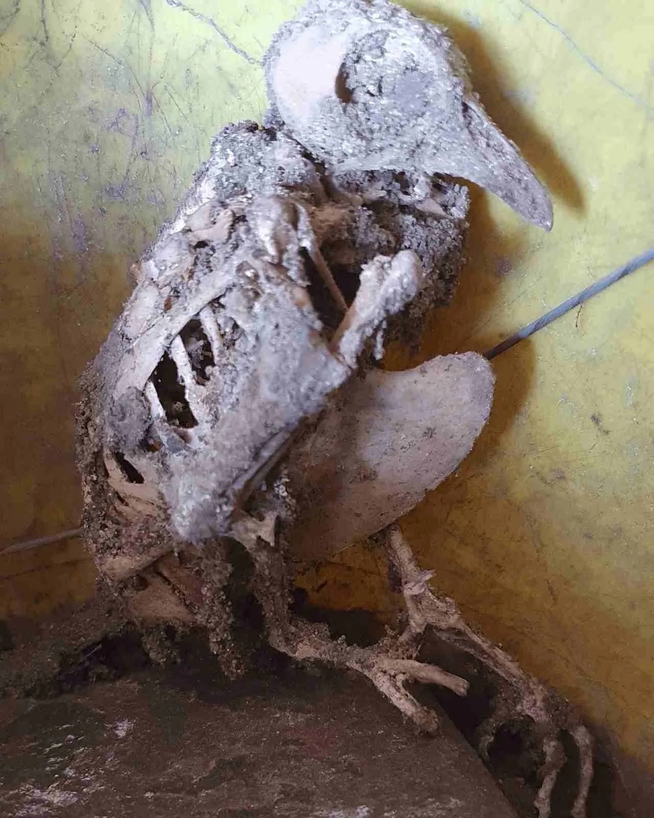 Unfortunate bird that had been trapped in a chimney unknown to the householders