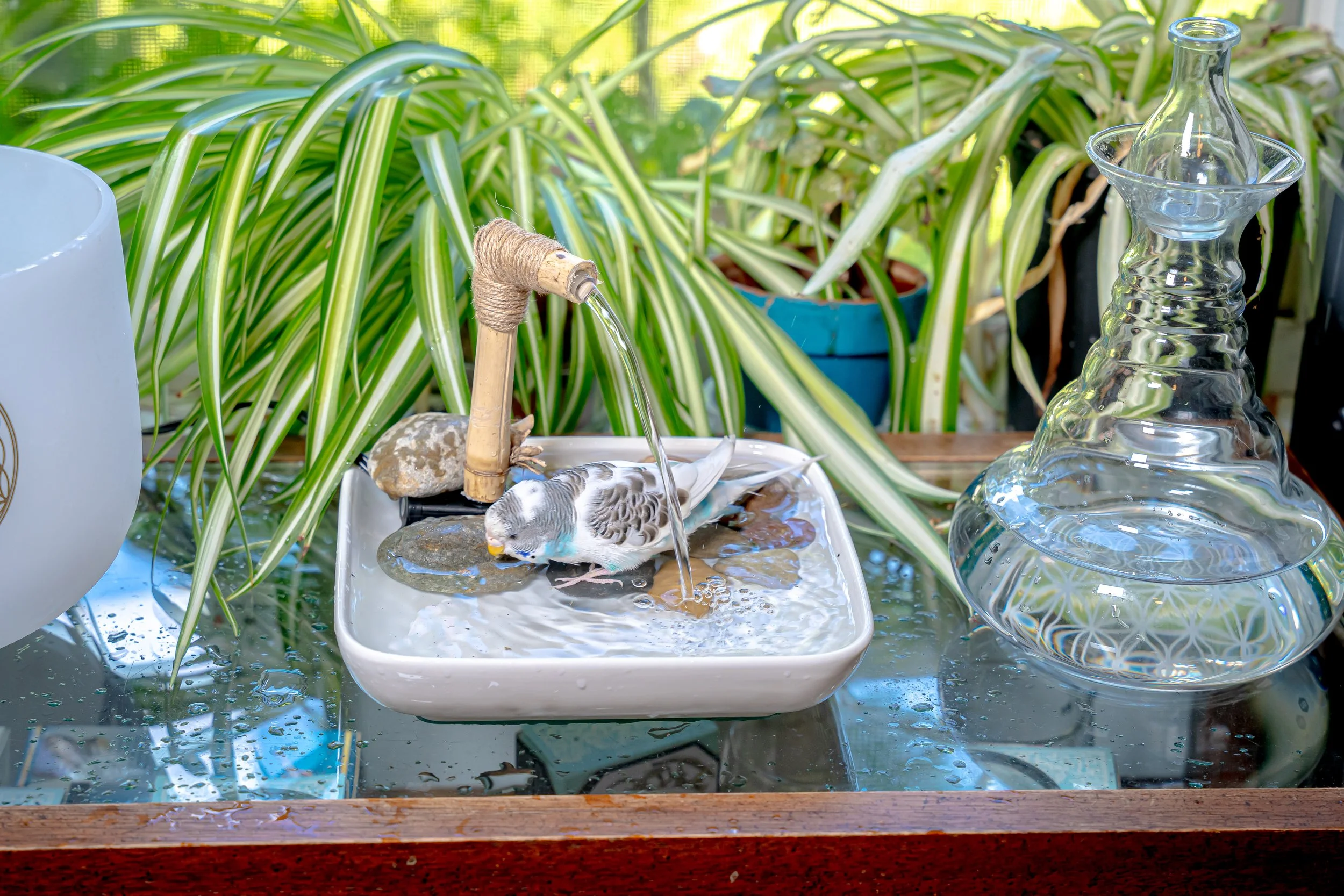 Luxury Bird Bath for Pet Birds - Zen Birdie Spa - Oasis Model — Reiki's ...